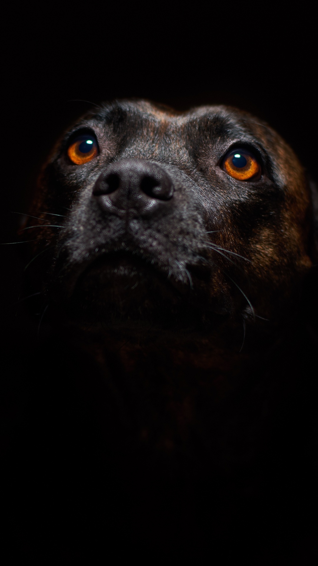 Black Short Coated Medium Sized Dog. Wallpaper in 1080x1920 Resolution