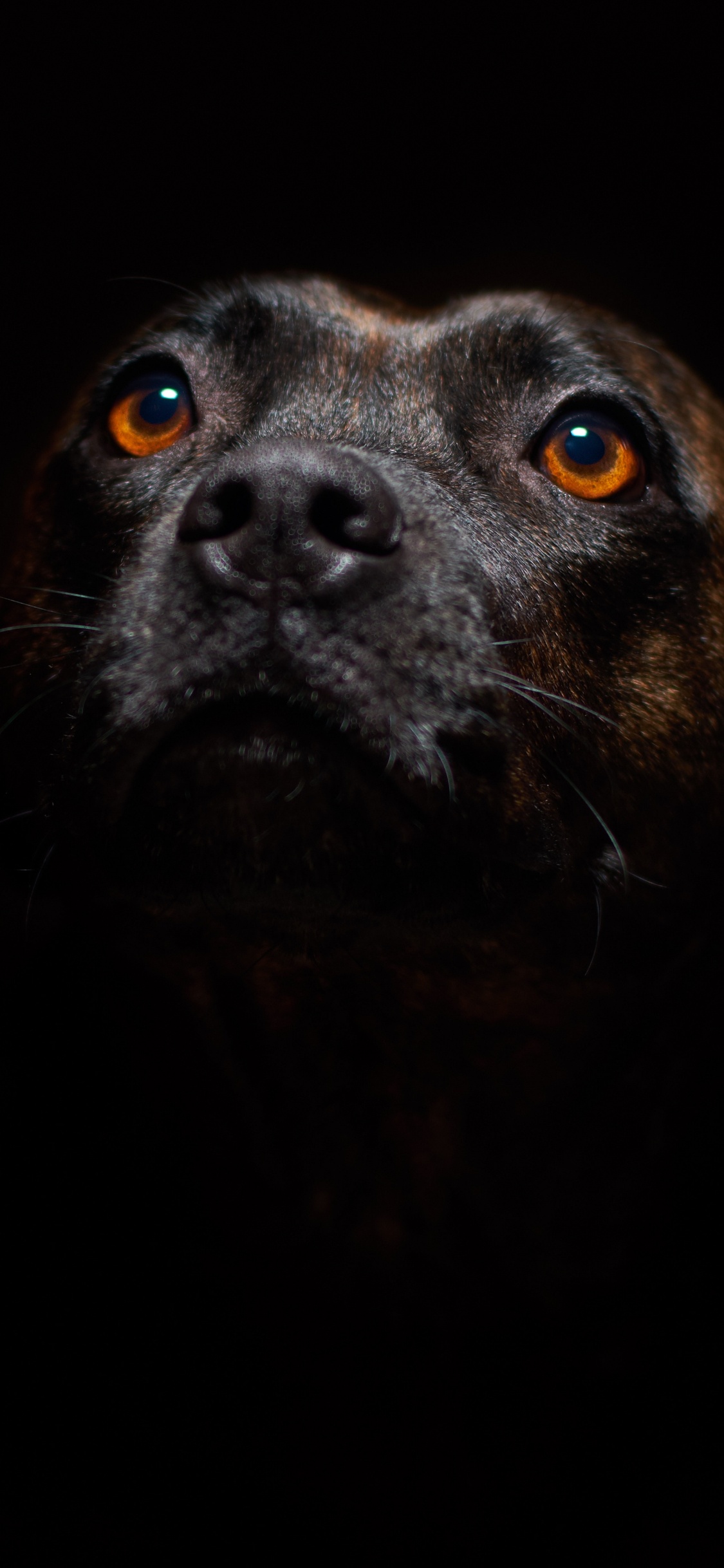 Black Short Coated Medium Sized Dog. Wallpaper in 1125x2436 Resolution