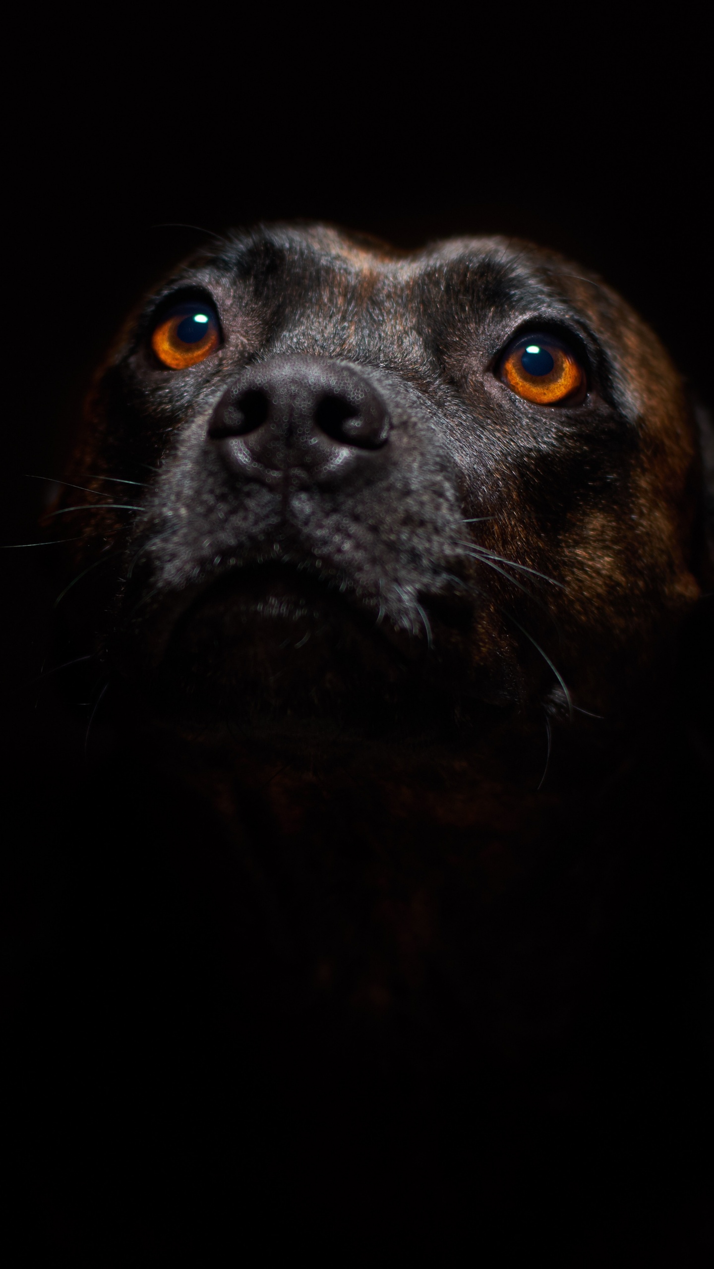 Black Short Coated Medium Sized Dog. Wallpaper in 1440x2560 Resolution