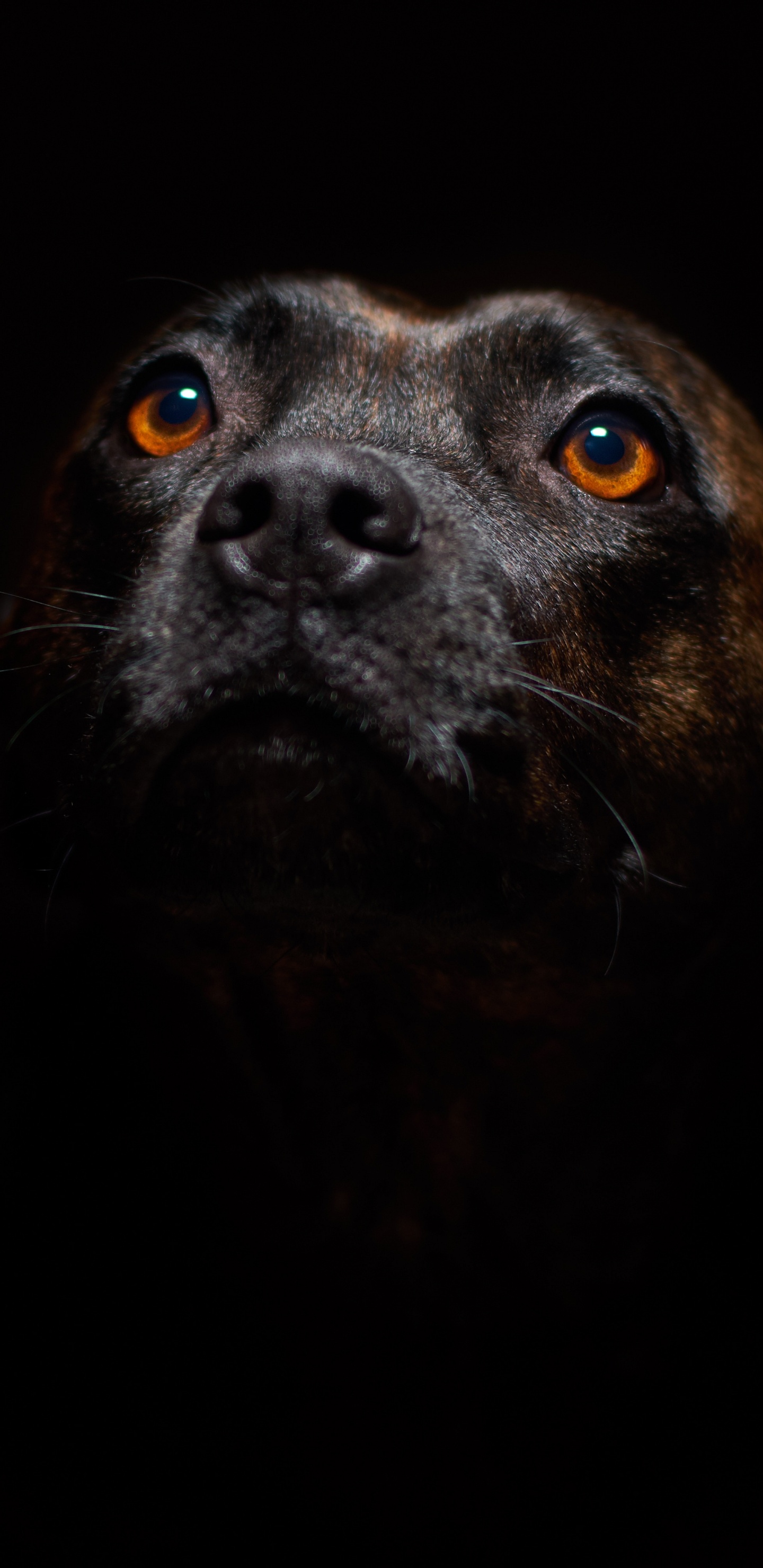 Black Short Coated Medium Sized Dog. Wallpaper in 1440x2960 Resolution