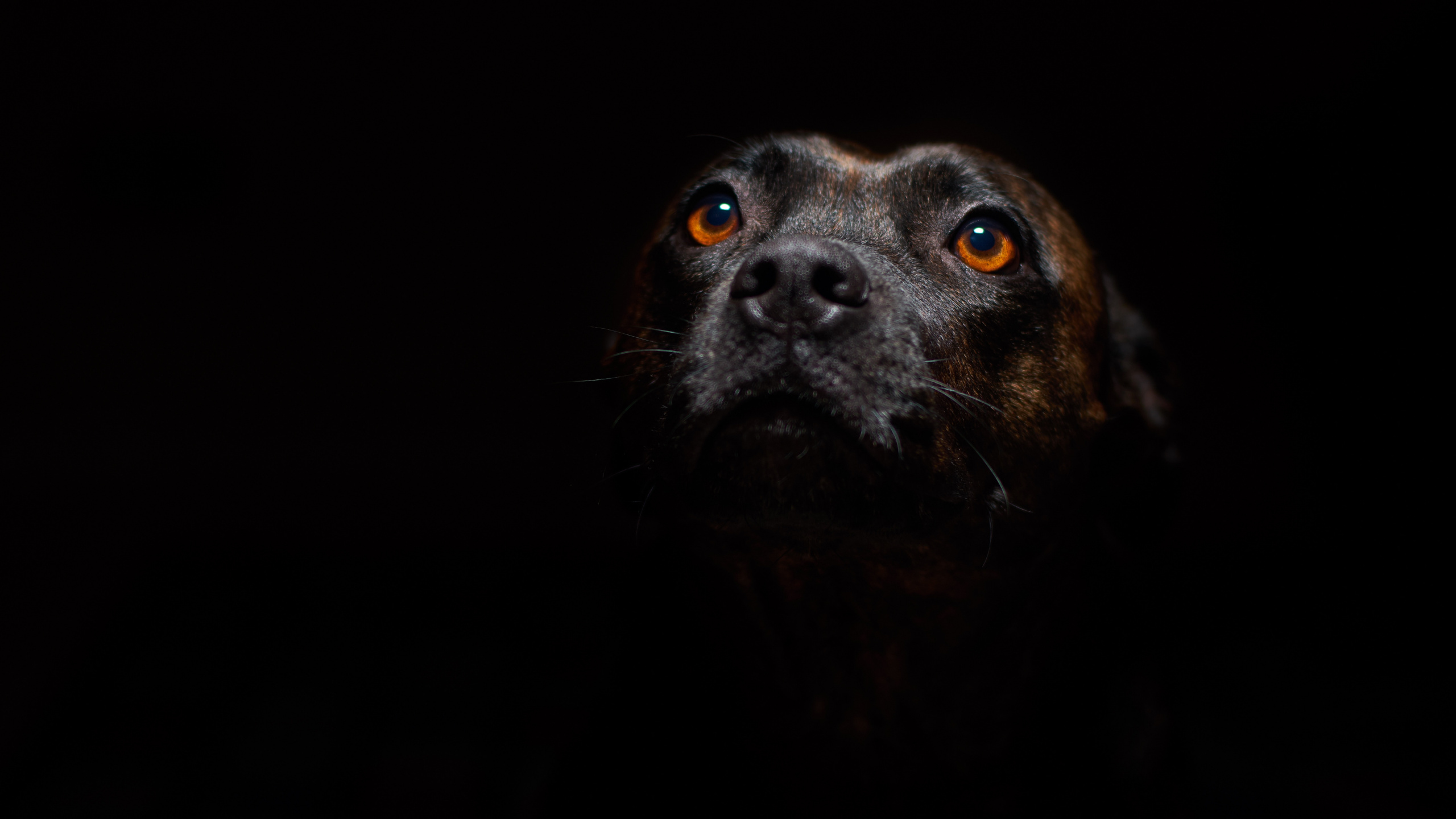 Black Short Coated Medium Sized Dog. Wallpaper in 2560x1440 Resolution