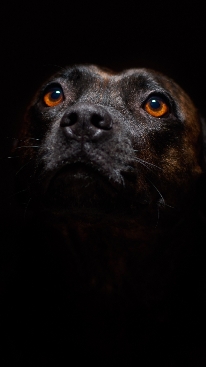 Black Short Coated Medium Sized Dog. Wallpaper in 720x1280 Resolution