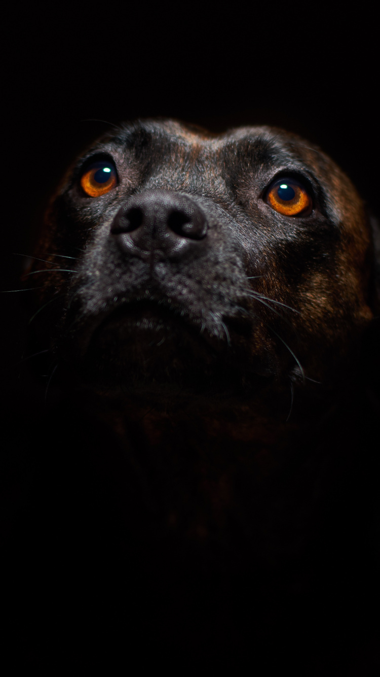 Black Short Coated Medium Sized Dog. Wallpaper in 750x1334 Resolution