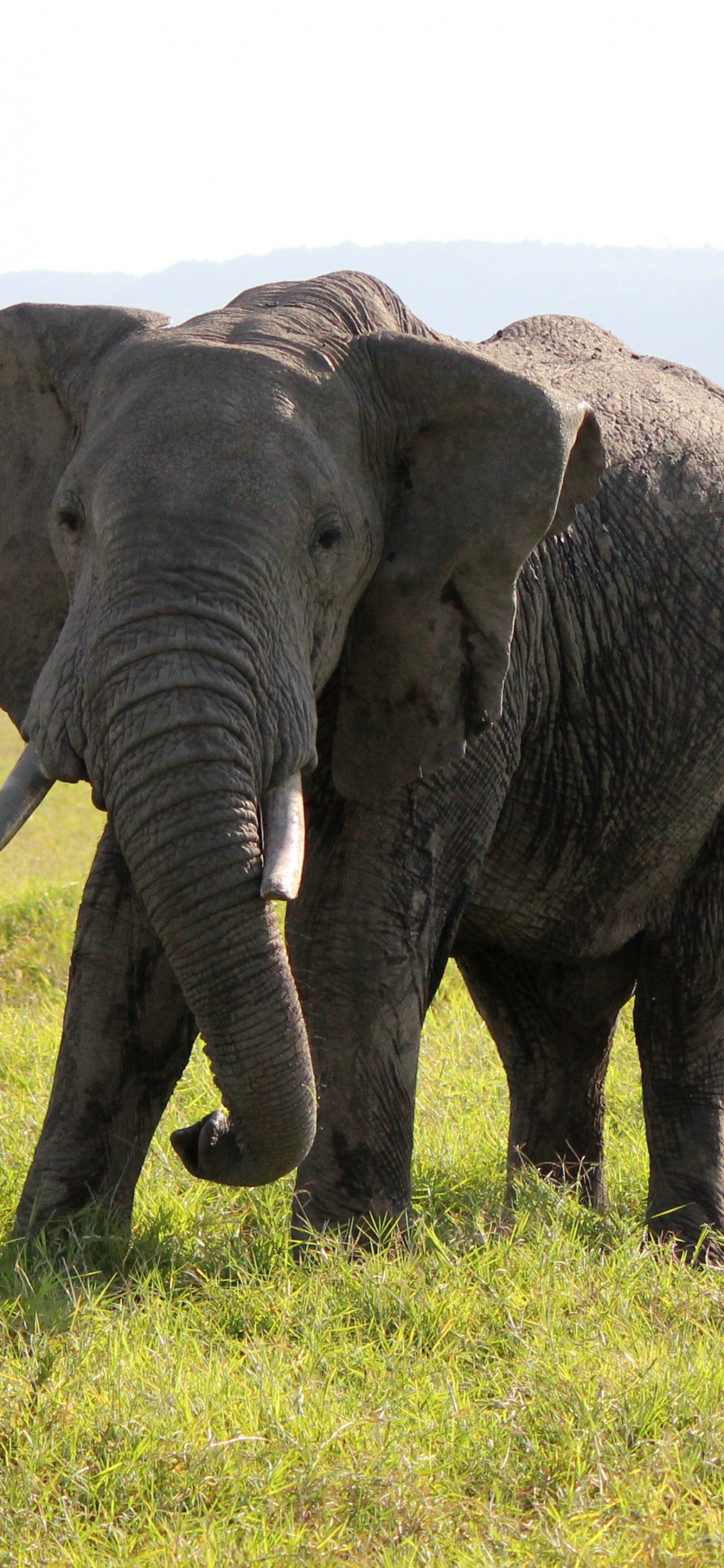 Elefante en Campo de Hierba Verde Durante el Día. Wallpaper in 1125x2436 Resolution