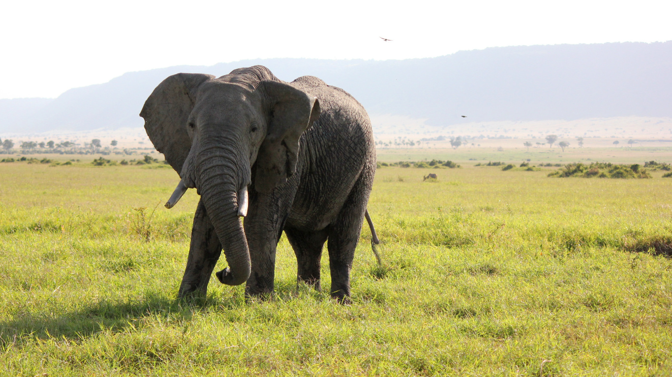 Elefante en Campo de Hierba Verde Durante el Día. Wallpaper in 1366x768 Resolution