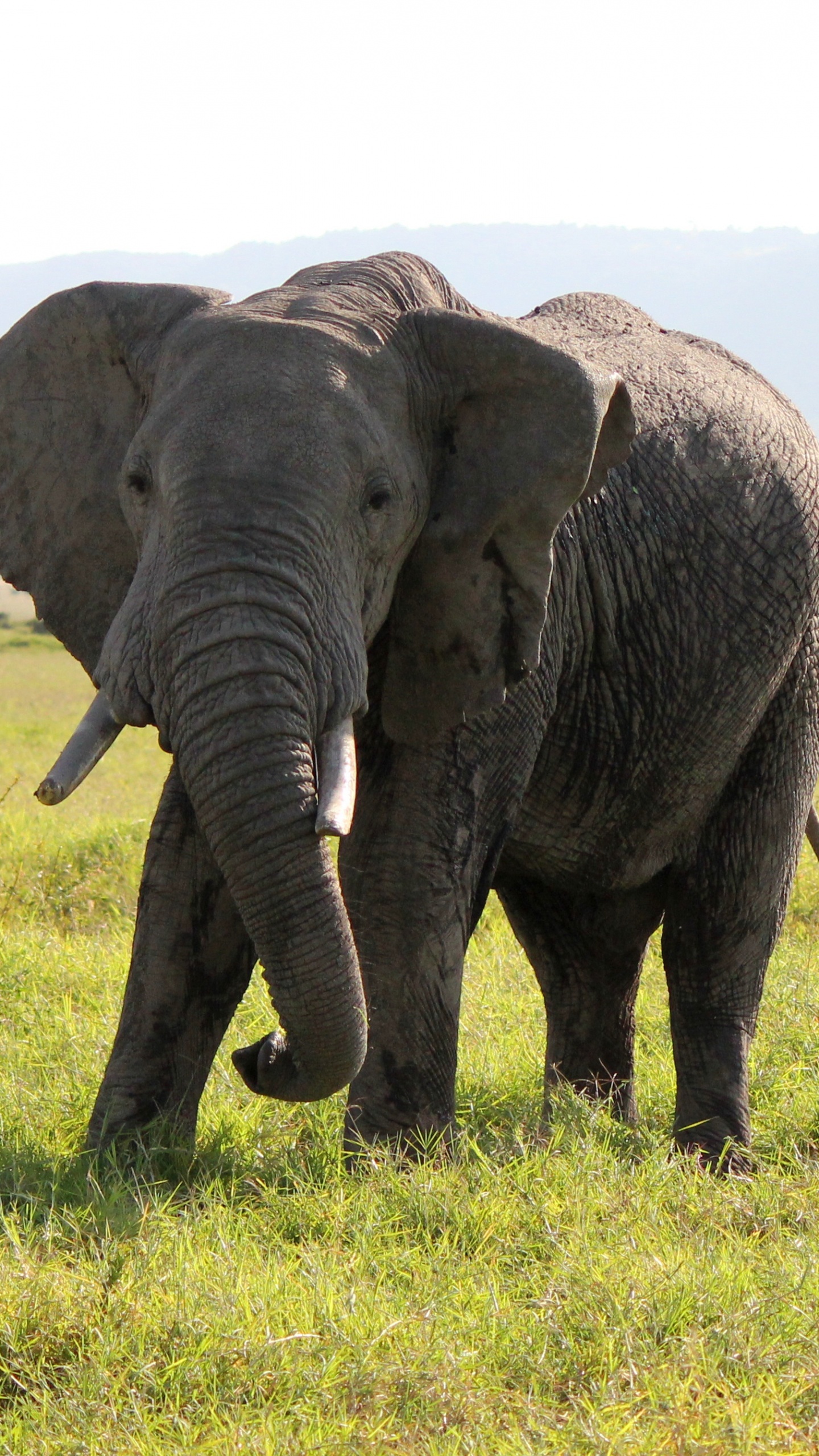 Elefante en Campo de Hierba Verde Durante el Día. Wallpaper in 1440x2560 Resolution