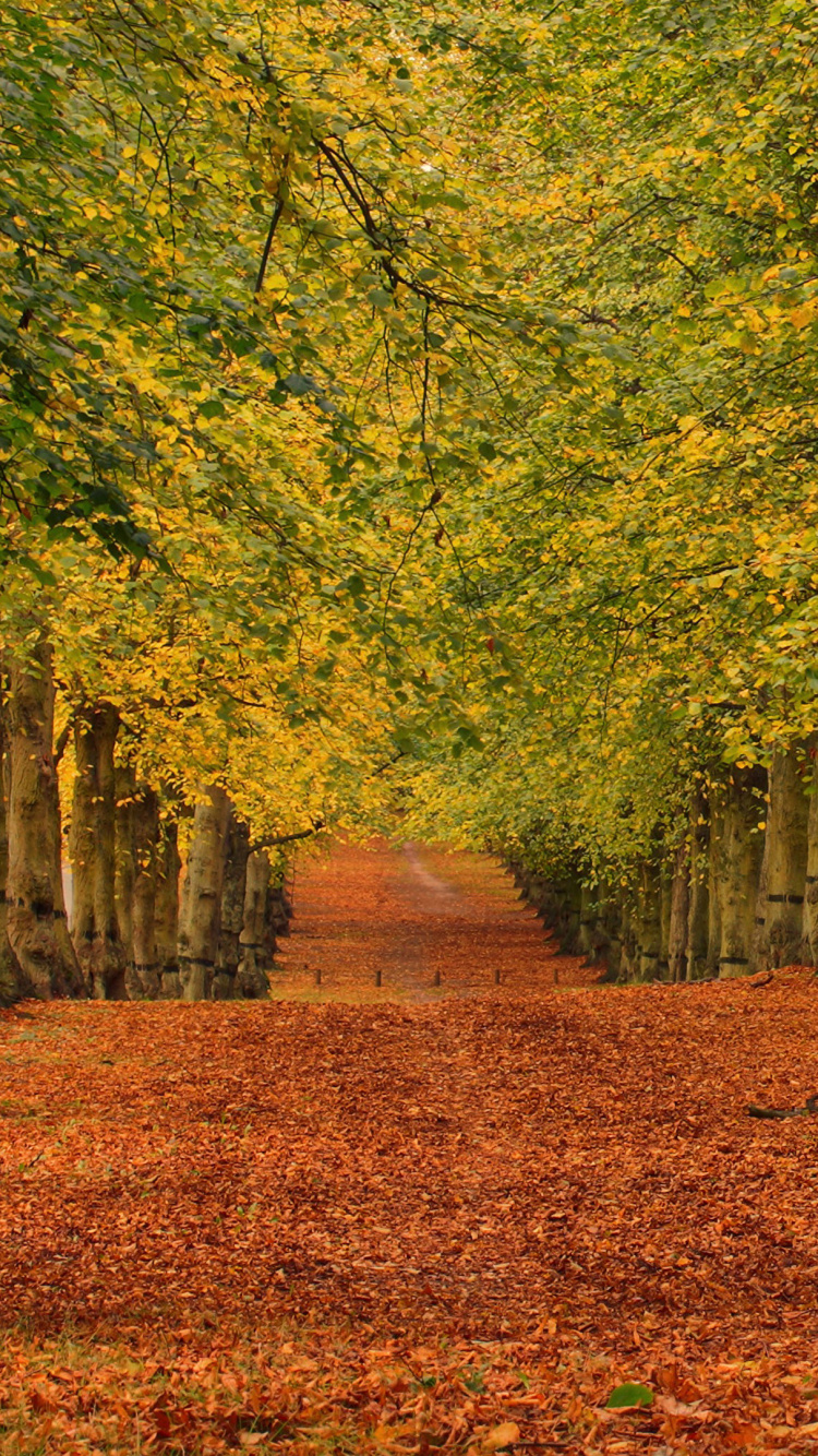 Brown Dried Leaves on The Ground. Wallpaper in 750x1334 Resolution