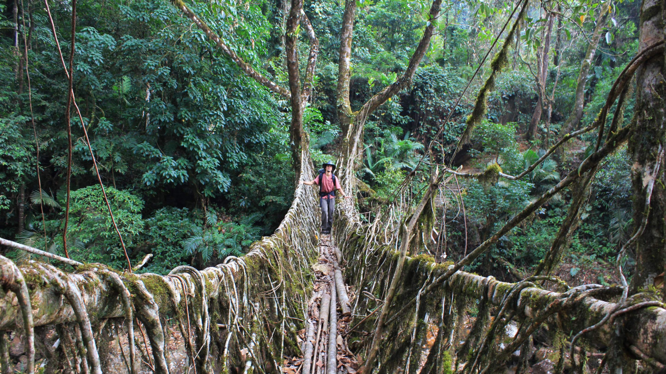 People Walking on Hanging Bridge Surrounded by Green Trees During Daytime. Wallpaper in 1366x768 Resolution