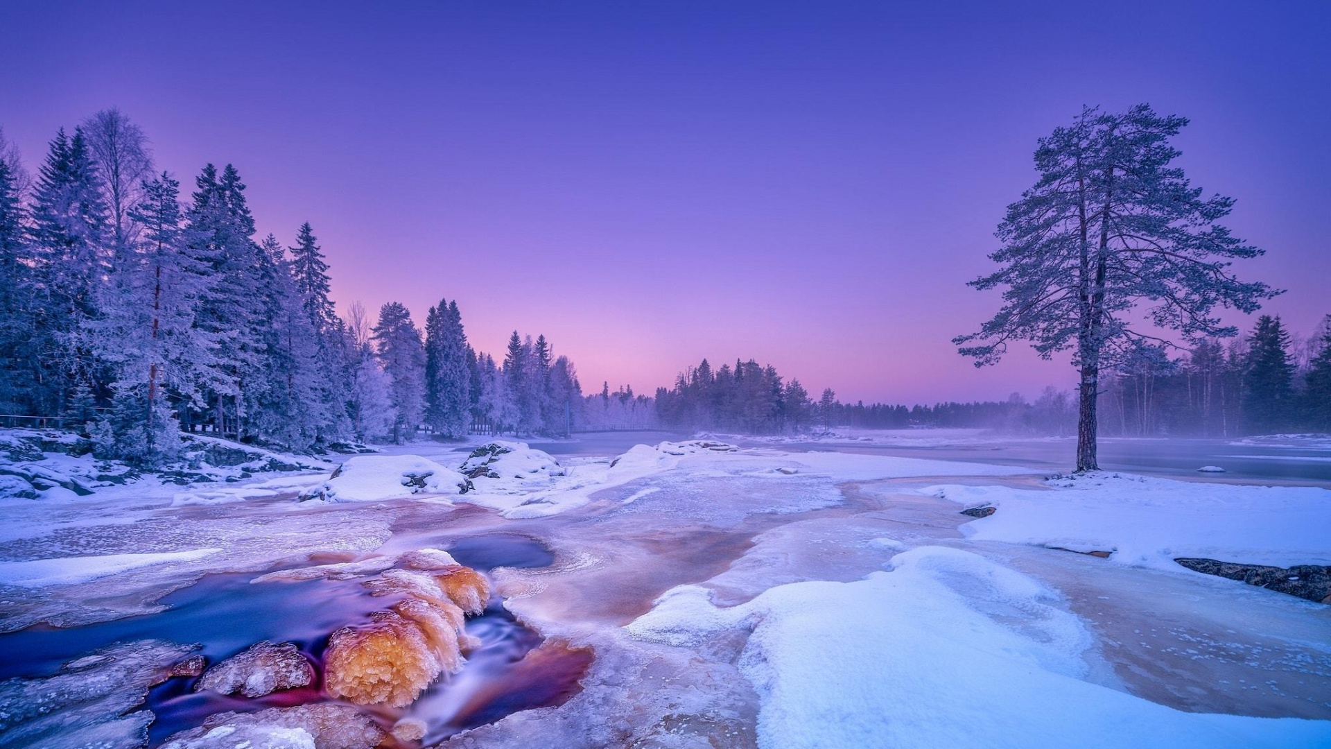Brown Dog Lying on Snow Covered Ground Near Trees During Daytime. Wallpaper in 1920x1080 Resolution