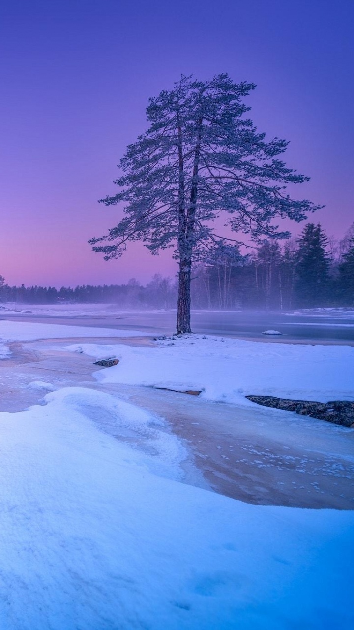 Brown Dog Lying on Snow Covered Ground Near Trees During Daytime. Wallpaper in 720x1280 Resolution