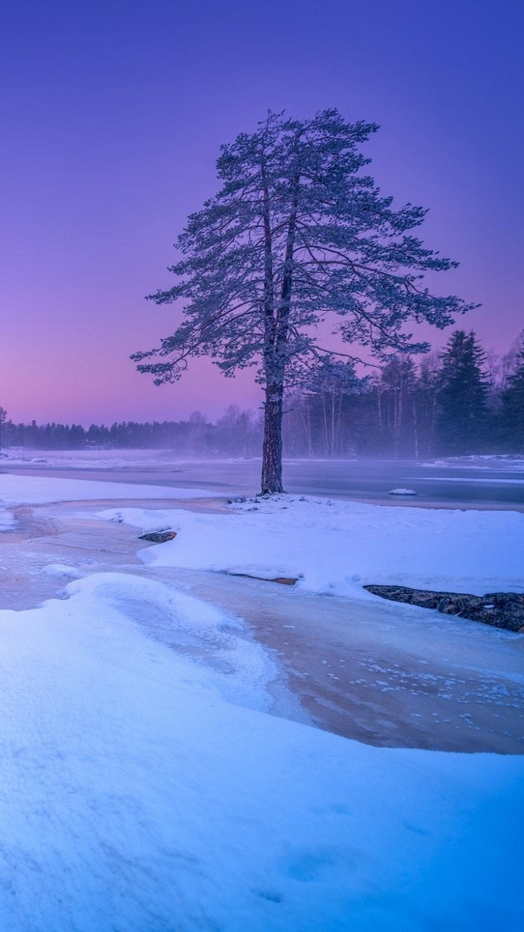 Brown Dog Lying on Snow Covered Ground Near Trees During Daytime. Wallpaper in 750x1334 Resolution