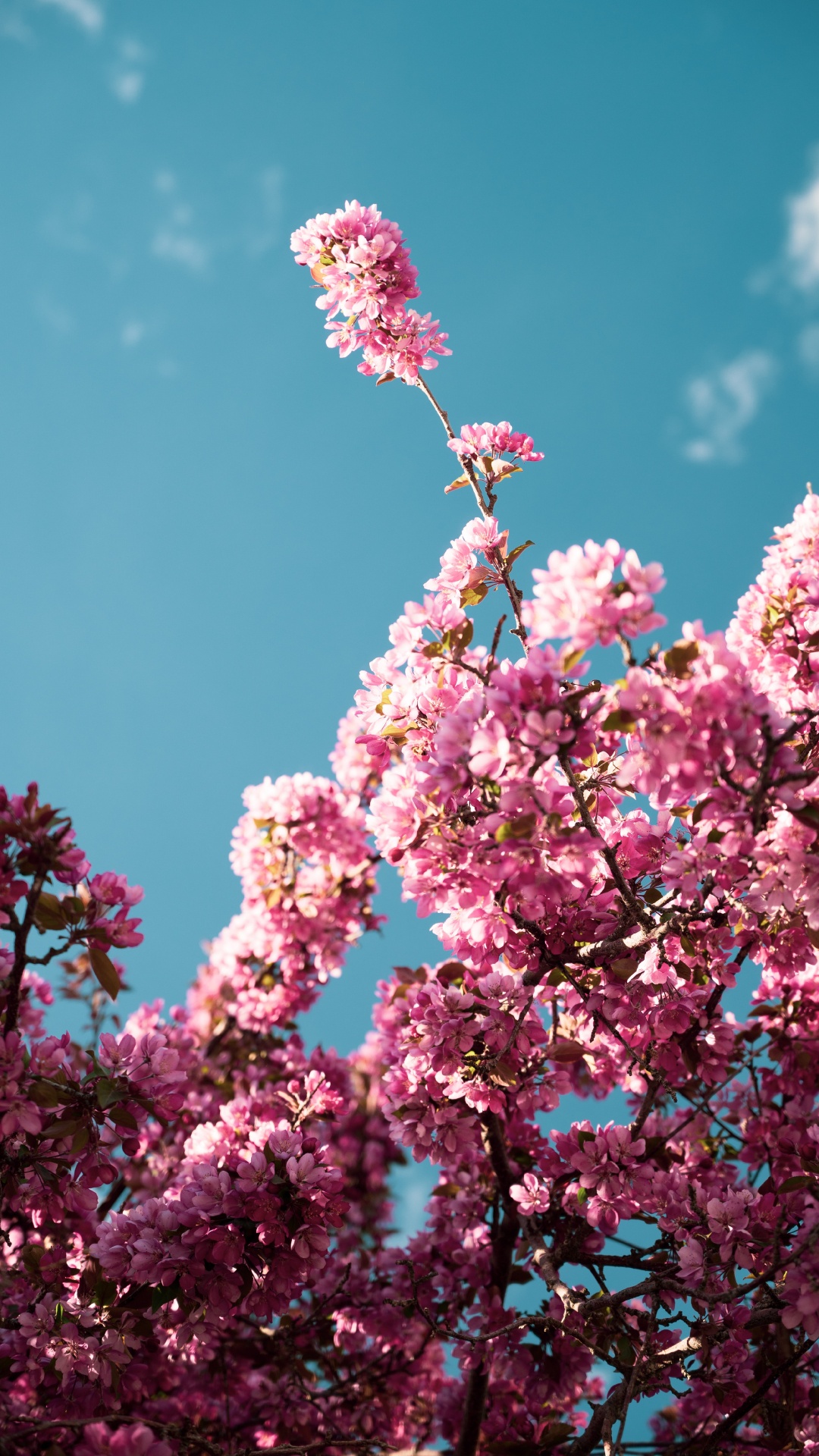 首歌, 粉红色, 灌木, 显花植物 壁纸 1080x1920 允许