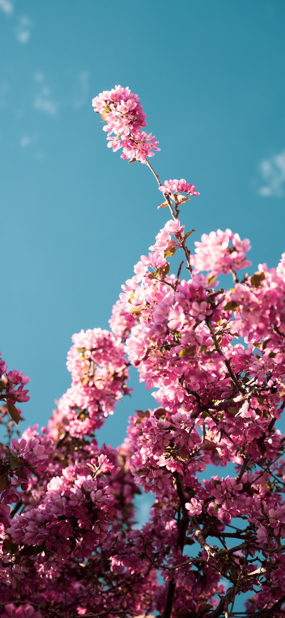 首歌, 粉红色, 灌木, 显花植物 壁纸 1125x2436 允许