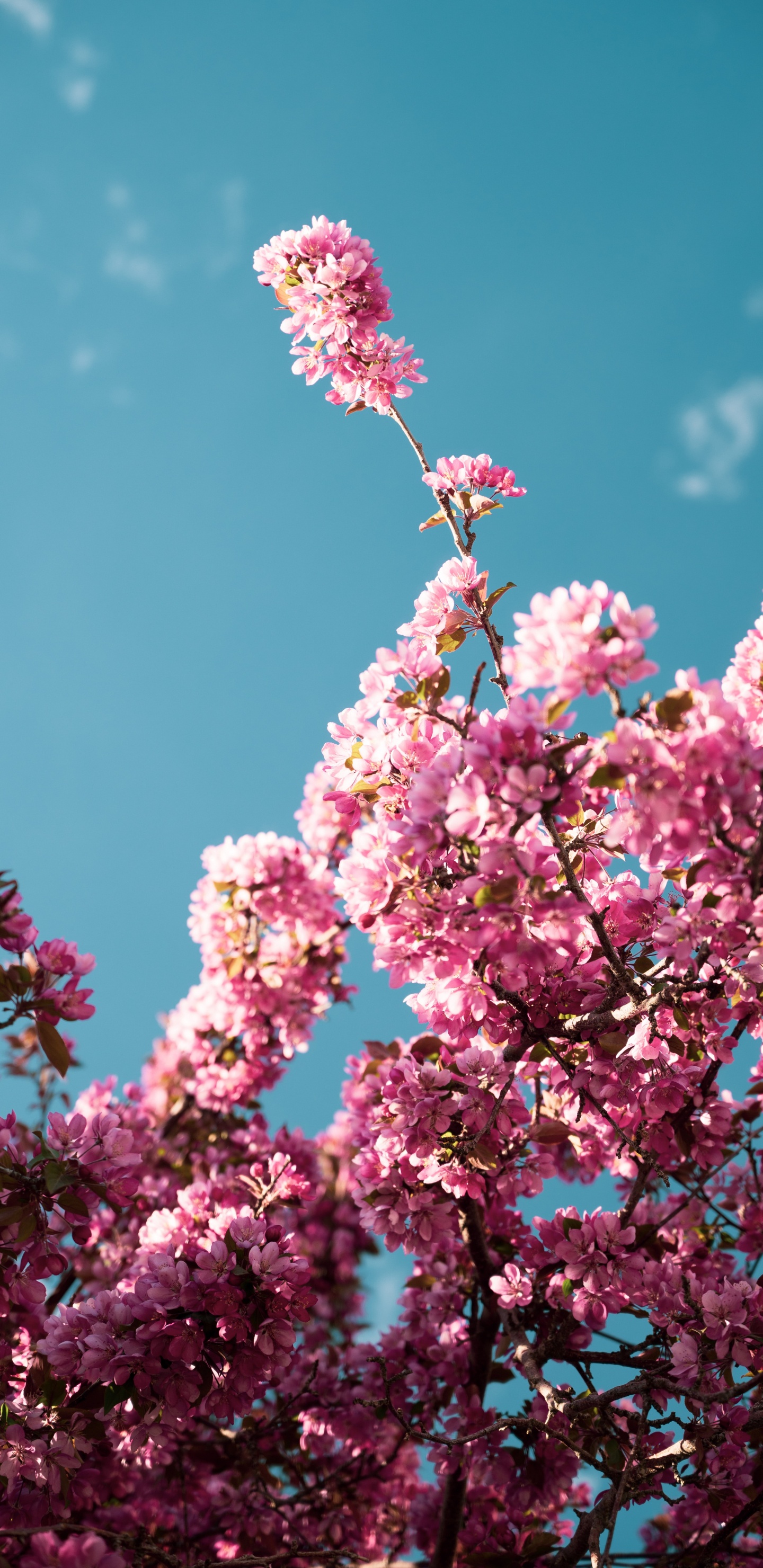 首歌, 粉红色, 灌木, 显花植物 壁纸 1440x2960 允许