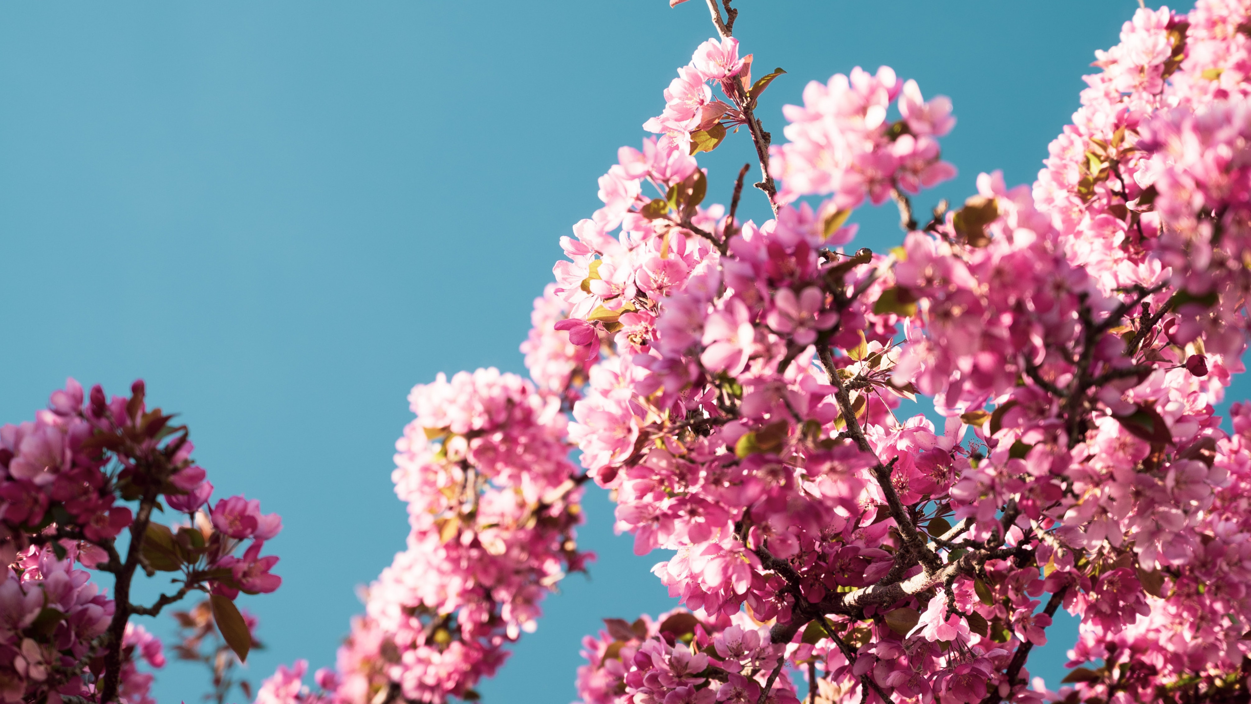 首歌, 粉红色, 灌木, 显花植物 壁纸 2560x1440 允许