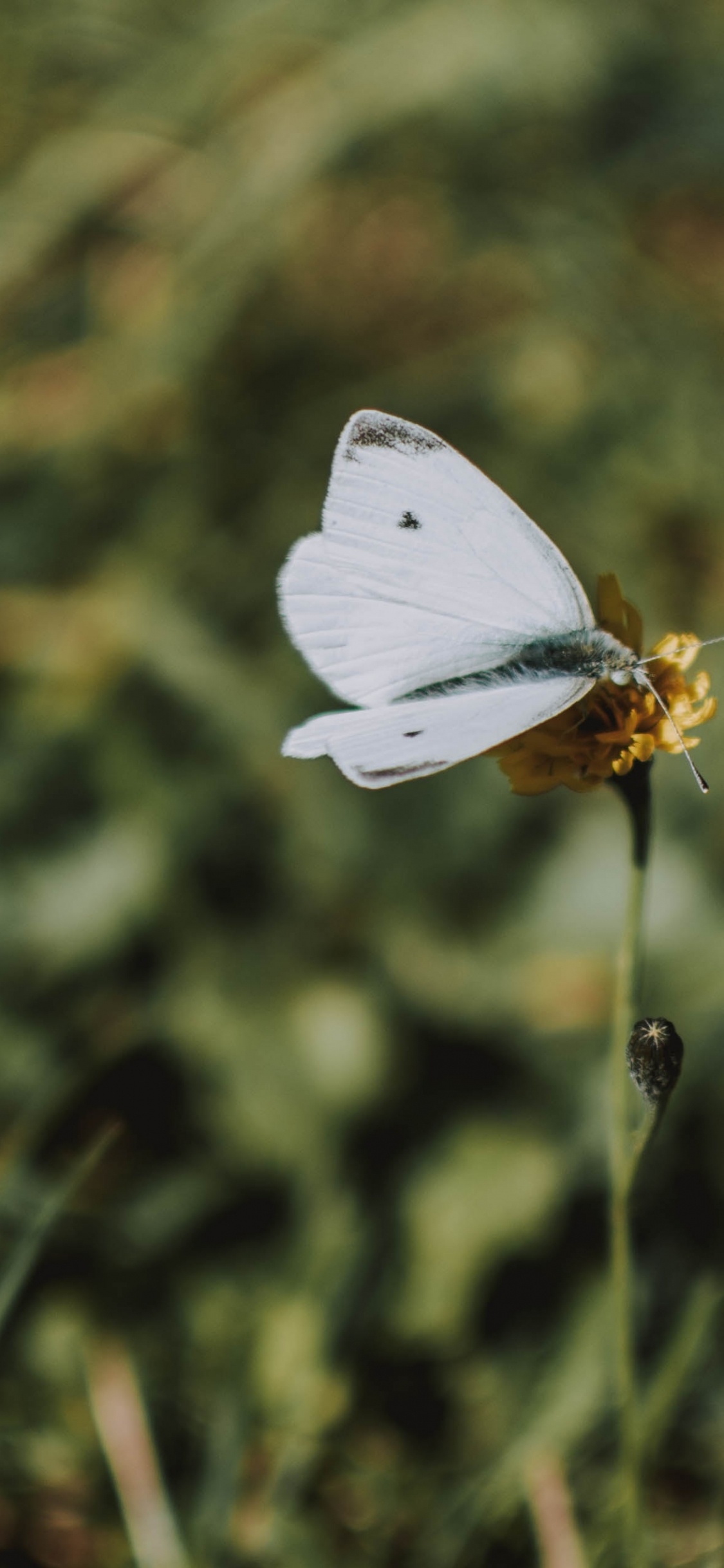 昆虫, Lycaenid, 菌群, Ept, 白色卷心菜 壁纸 1125x2436 允许