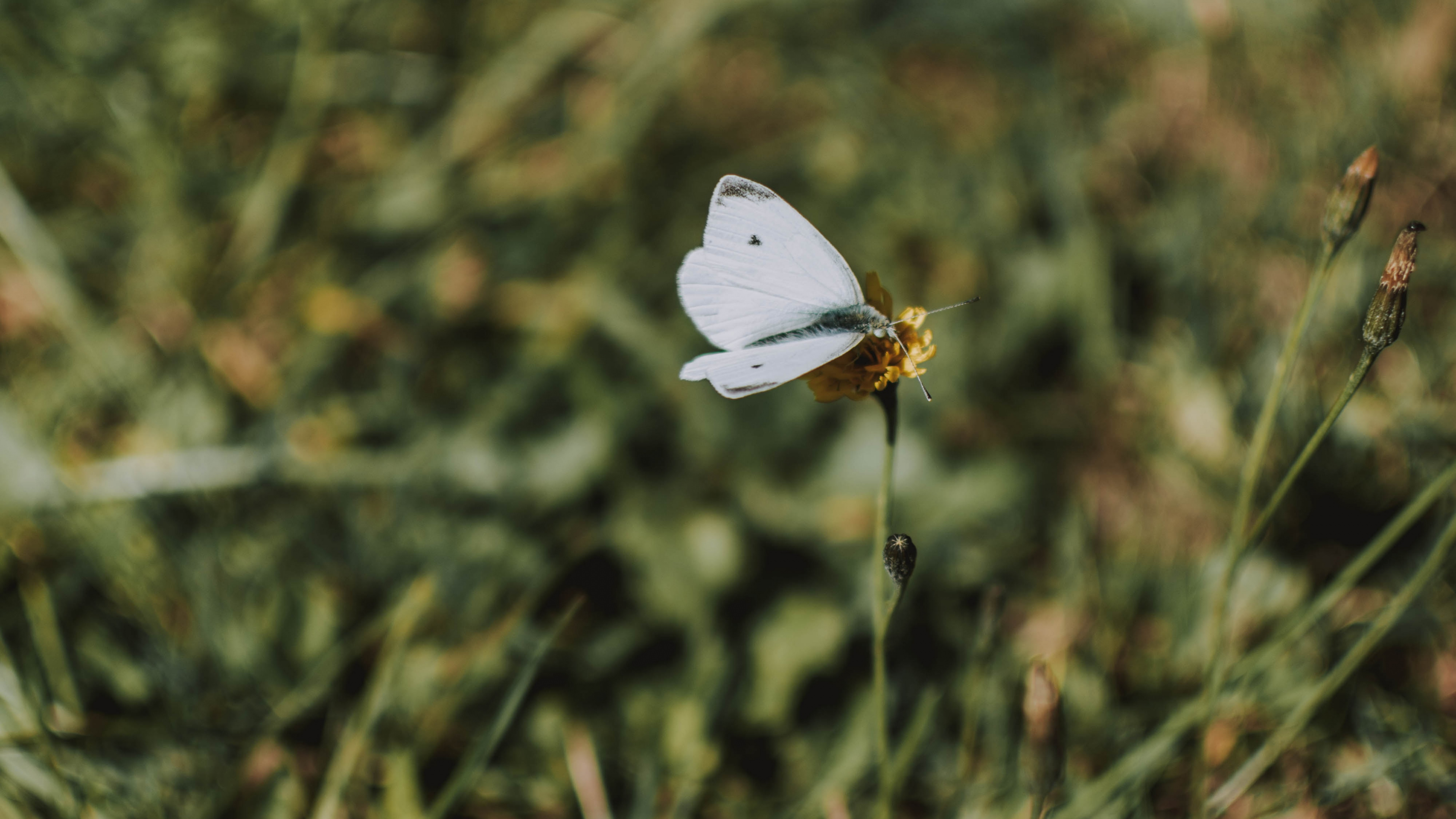 昆虫, Lycaenid, 菌群, Ept, 白色卷心菜 壁纸 3840x2160 允许