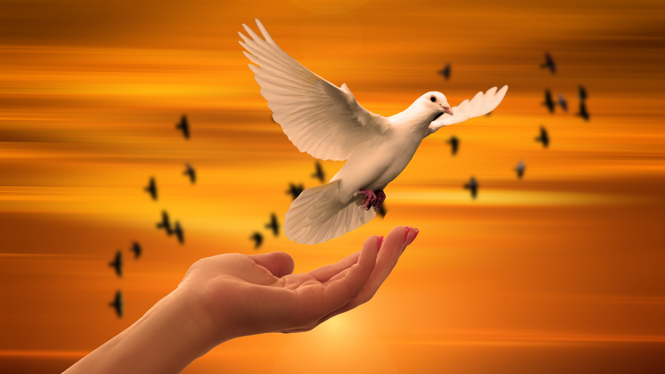 Oiseau Blanc Sur la Main de Personnes. Wallpaper in 2560x1440 Resolution