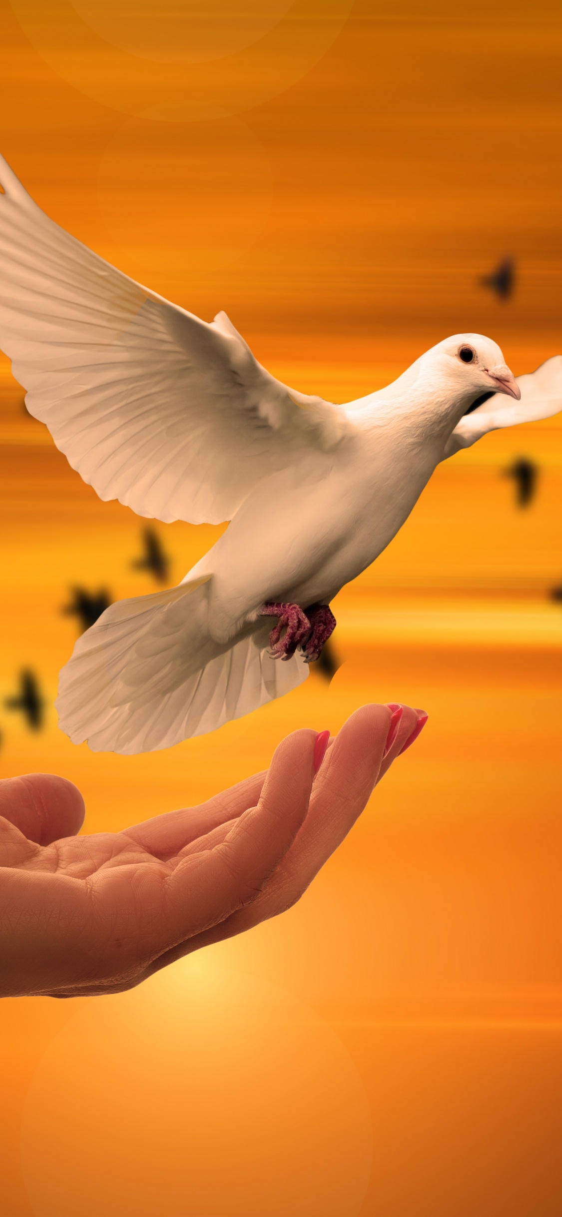 Weißer Vogel Auf Der Hand Der Person. Wallpaper in 1125x2436 Resolution