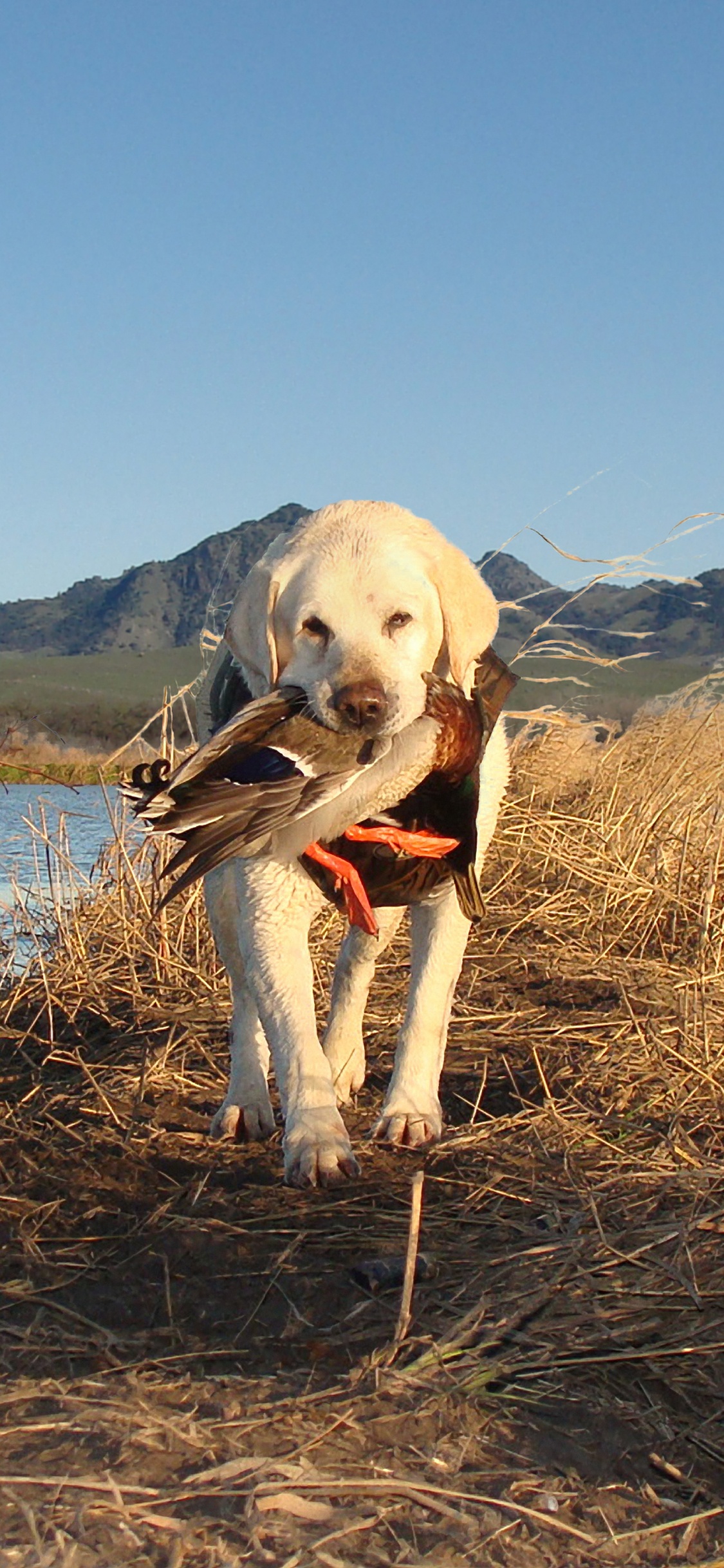 Labrador Retriever Amarillo Sobre Campo de Hierba Marrón Cerca Del Cuerpo de Agua Durante el Día. Wallpaper in 1125x2436 Resolution