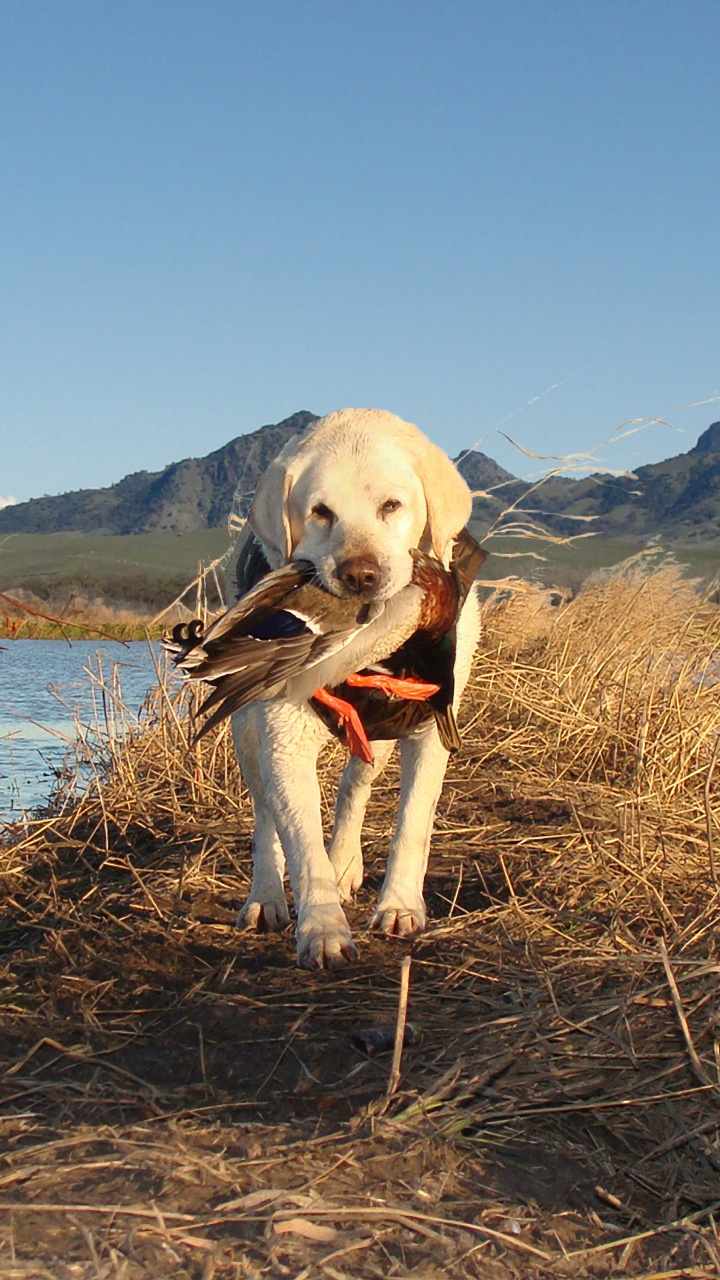 Labrador Retriever Amarillo Sobre Campo de Hierba Marrón Cerca Del Cuerpo de Agua Durante el Día. Wallpaper in 720x1280 Resolution