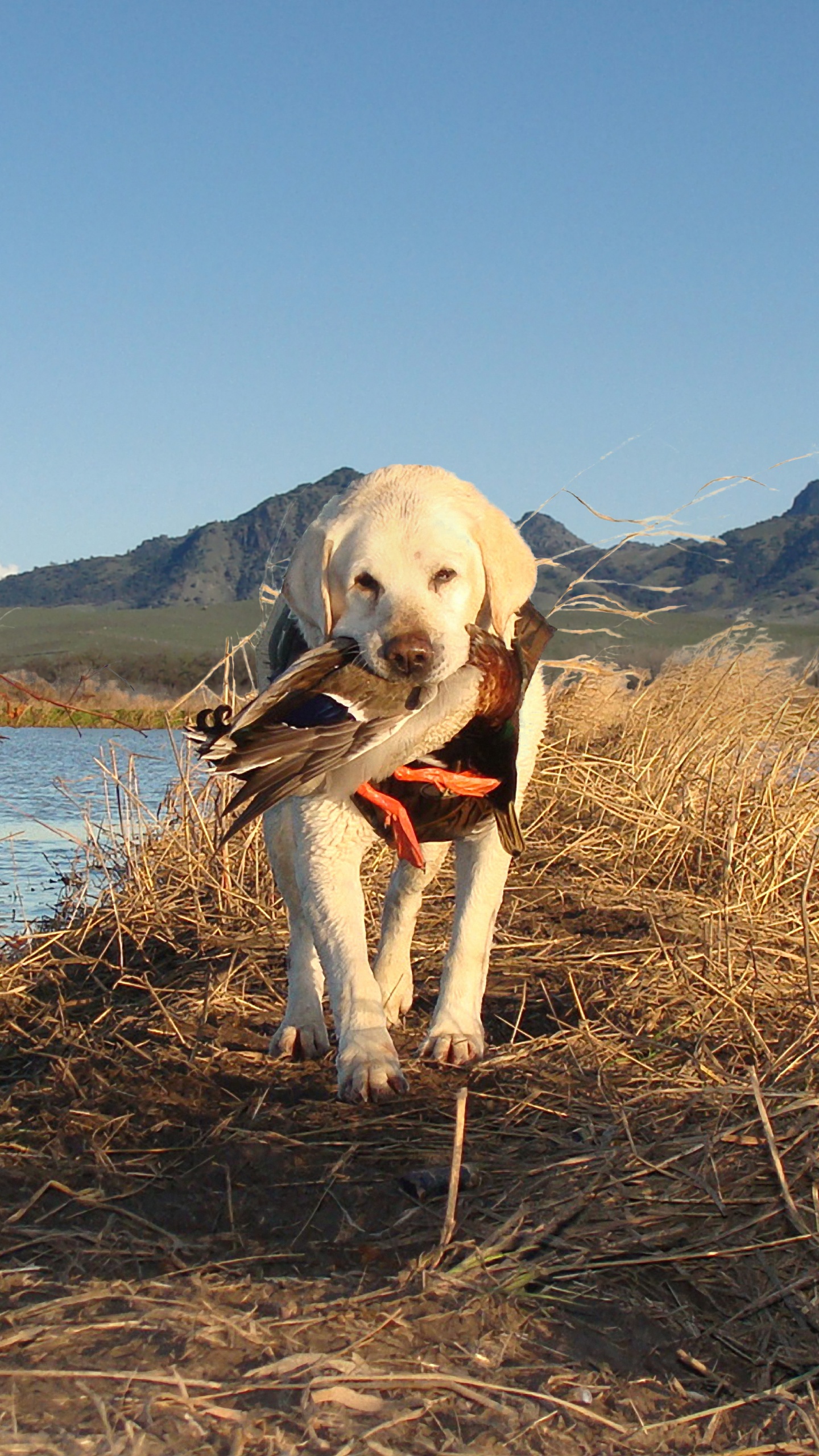 Yellow Labrador Retriever on Brown Grass Field Near Body of Water During Daytime. Wallpaper in 1440x2560 Resolution