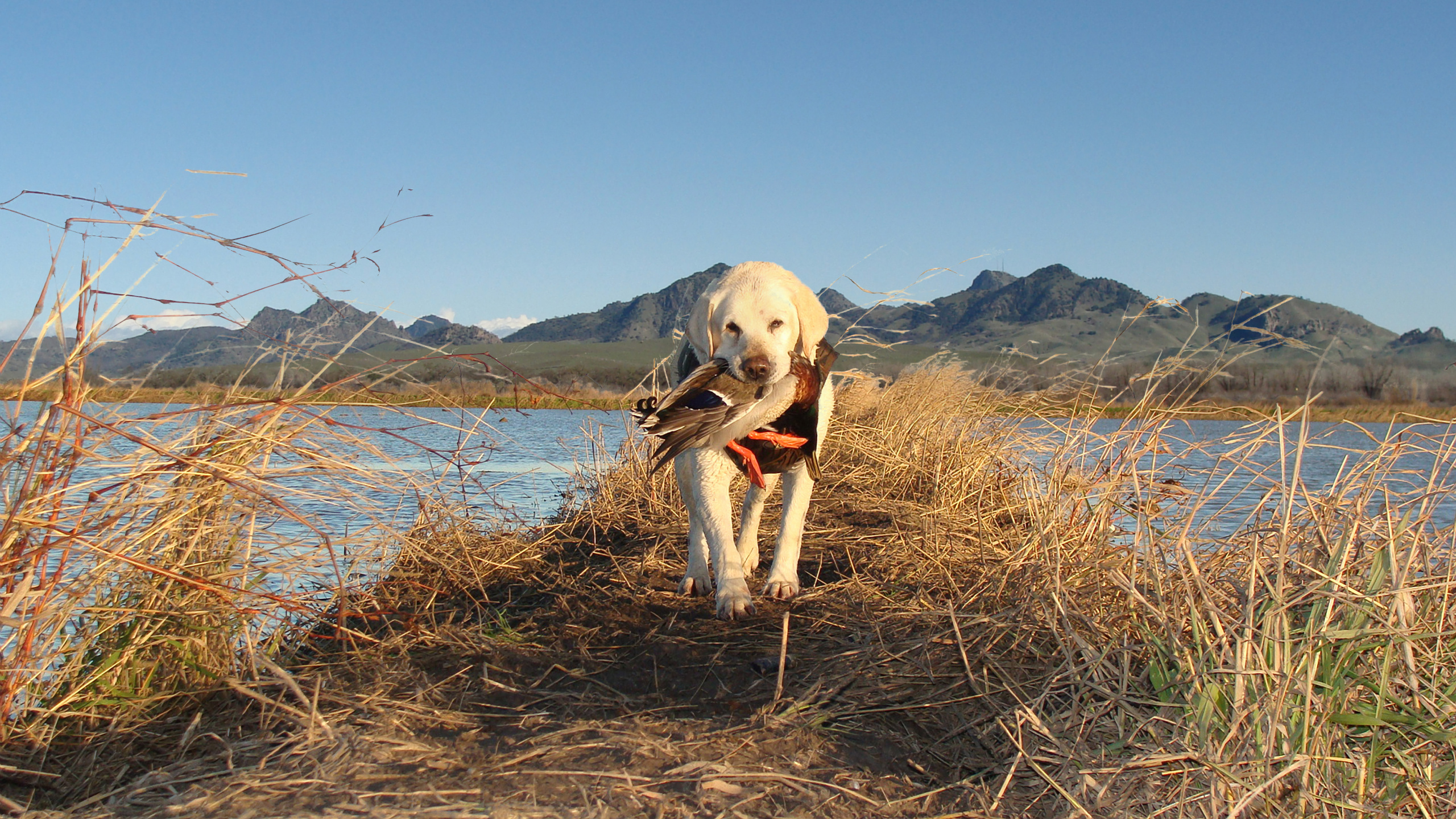 Yellow Labrador Retriever on Brown Grass Field Near Body of Water During Daytime. Wallpaper in 2560x1440 Resolution