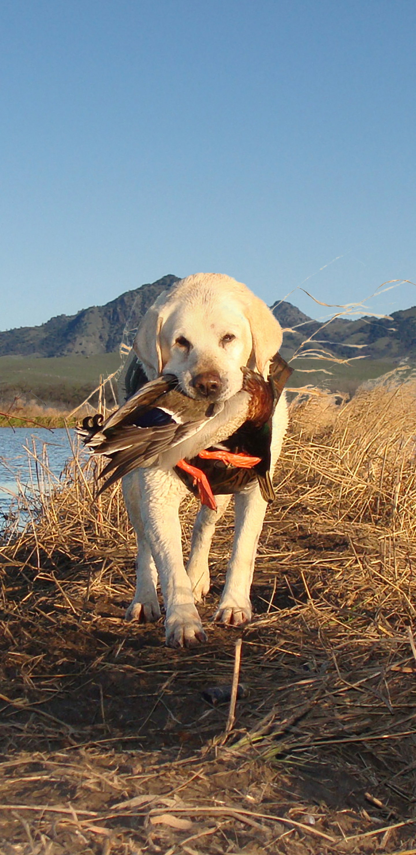 Gelber Labrador Retriever Auf Braunem Grasfeld in Der Nähe Von Gewässern Tagsüber. Wallpaper in 1440x2960 Resolution