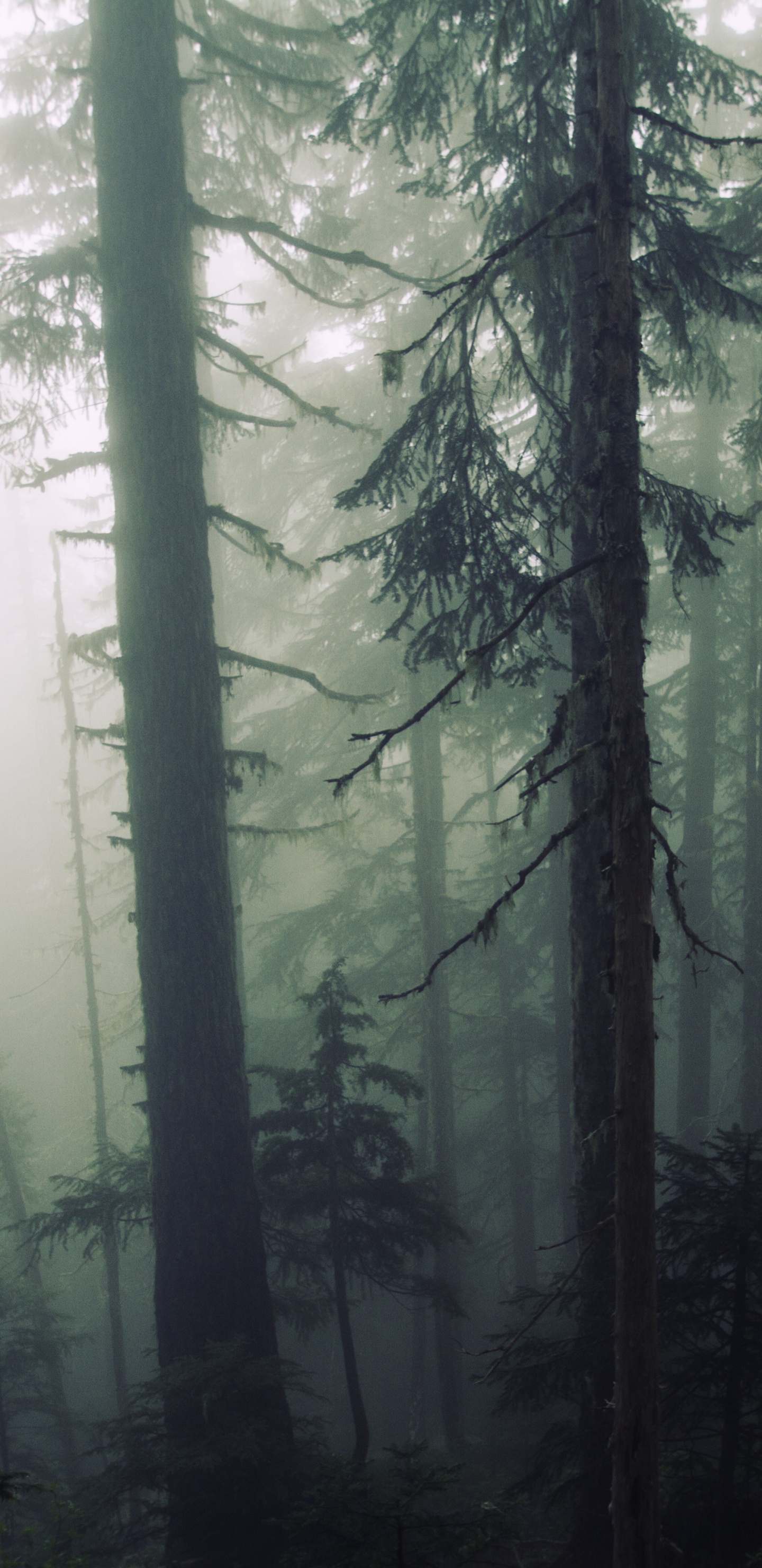 Árboles Verdes en el Bosque Durante el Día. Wallpaper in 1440x2960 Resolution