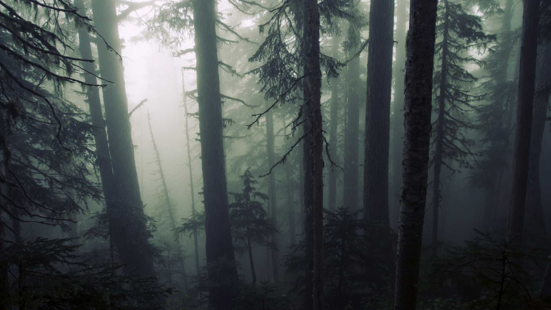 Grüne Bäume im Wald Tagsüber In. Wallpaper in 1920x1080 Resolution