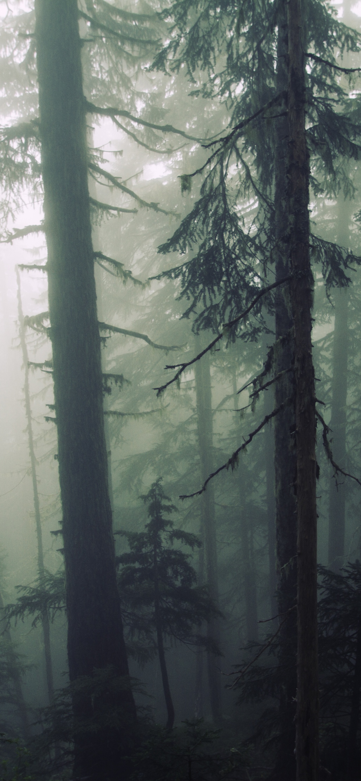 Green Trees in Forest During Daytime. Wallpaper in 1242x2688 Resolution