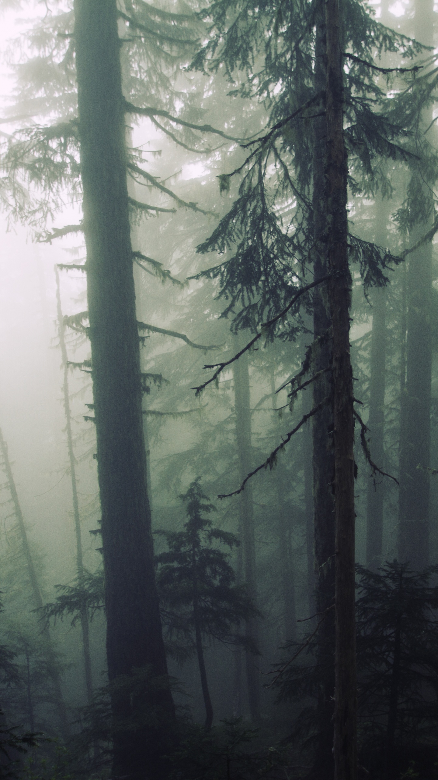 Green Trees in Forest During Daytime. Wallpaper in 1440x2560 Resolution