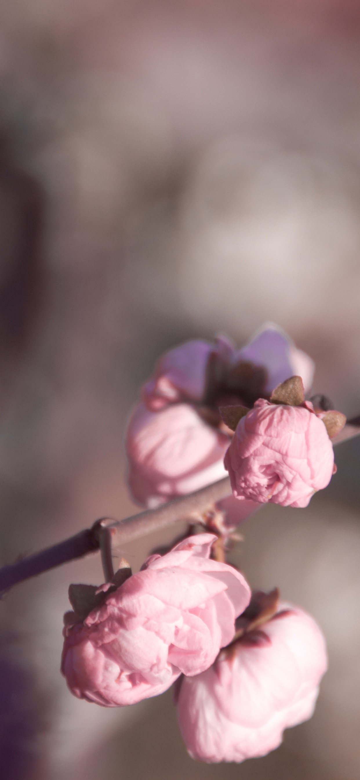 Pink Flowers in Tilt Shift Lens. Wallpaper in 1242x2688 Resolution