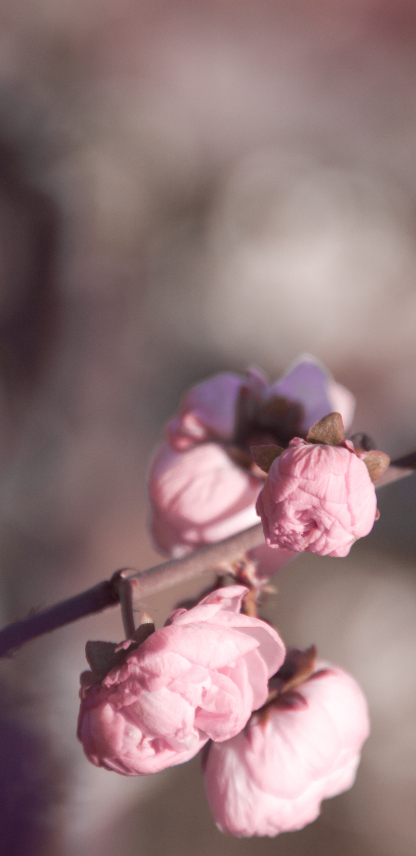 Pink Flowers in Tilt Shift Lens. Wallpaper in 1440x2960 Resolution