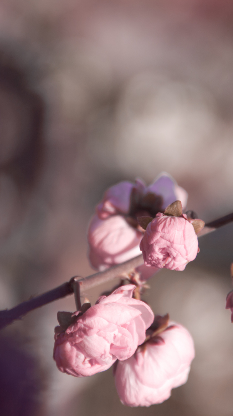 Pink Flowers in Tilt Shift Lens. Wallpaper in 750x1334 Resolution