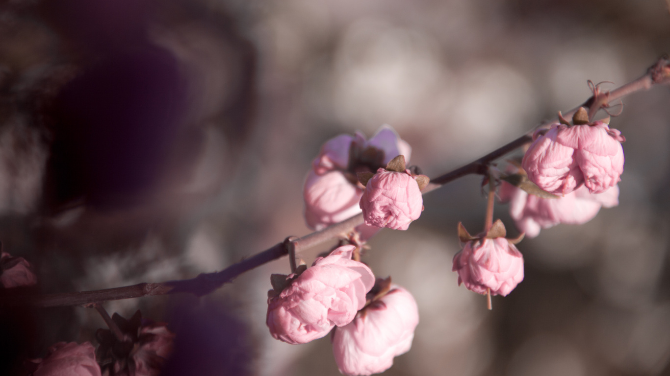 Rosa Blüten in Tilt-Shift-Linse. Wallpaper in 1366x768 Resolution