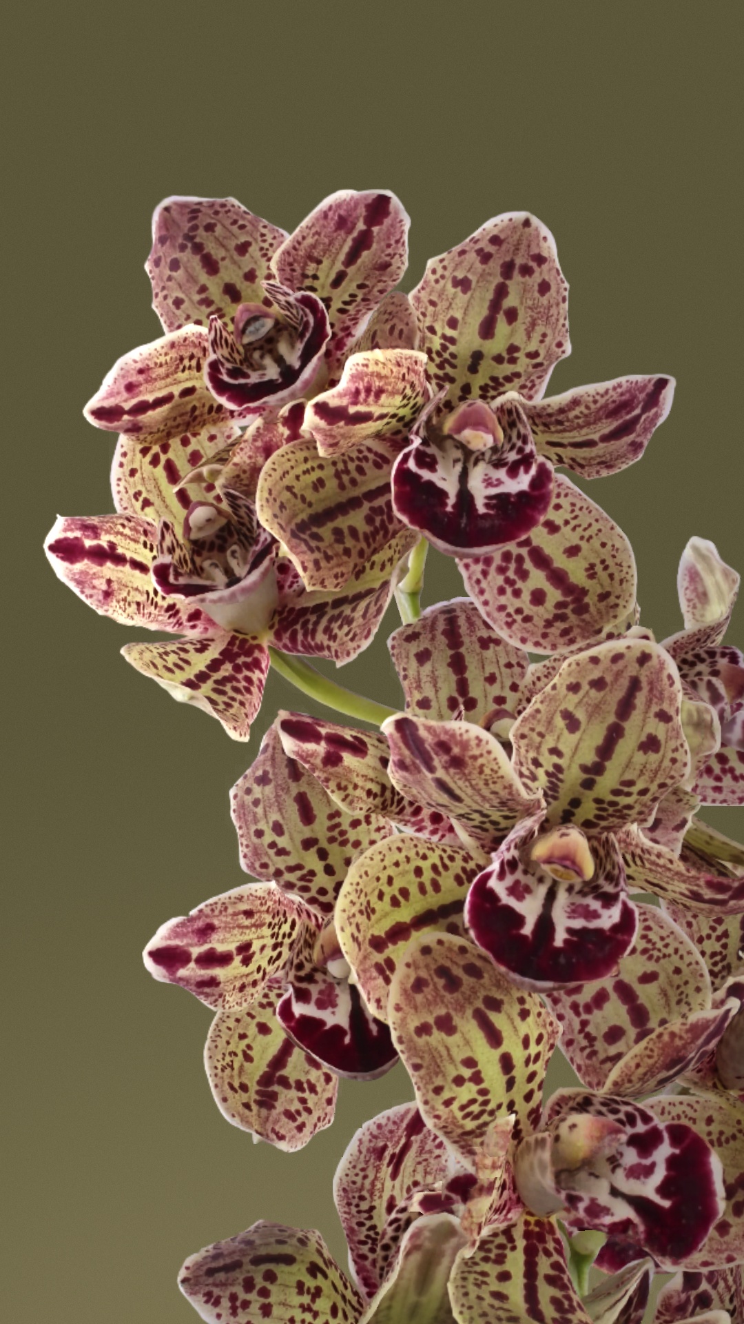 Floraison de Pixels, Google Pixel 7, Google Pixel 7 128 Go, Google, SIM. Wallpaper in 1080x1920 Resolution
