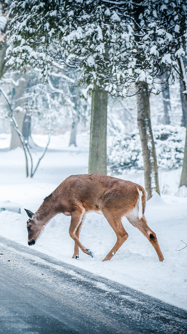 Cerf Brun Sur un Sol Couvert de Neige Pendant la Journée. Wallpaper in 750x1334 Resolution