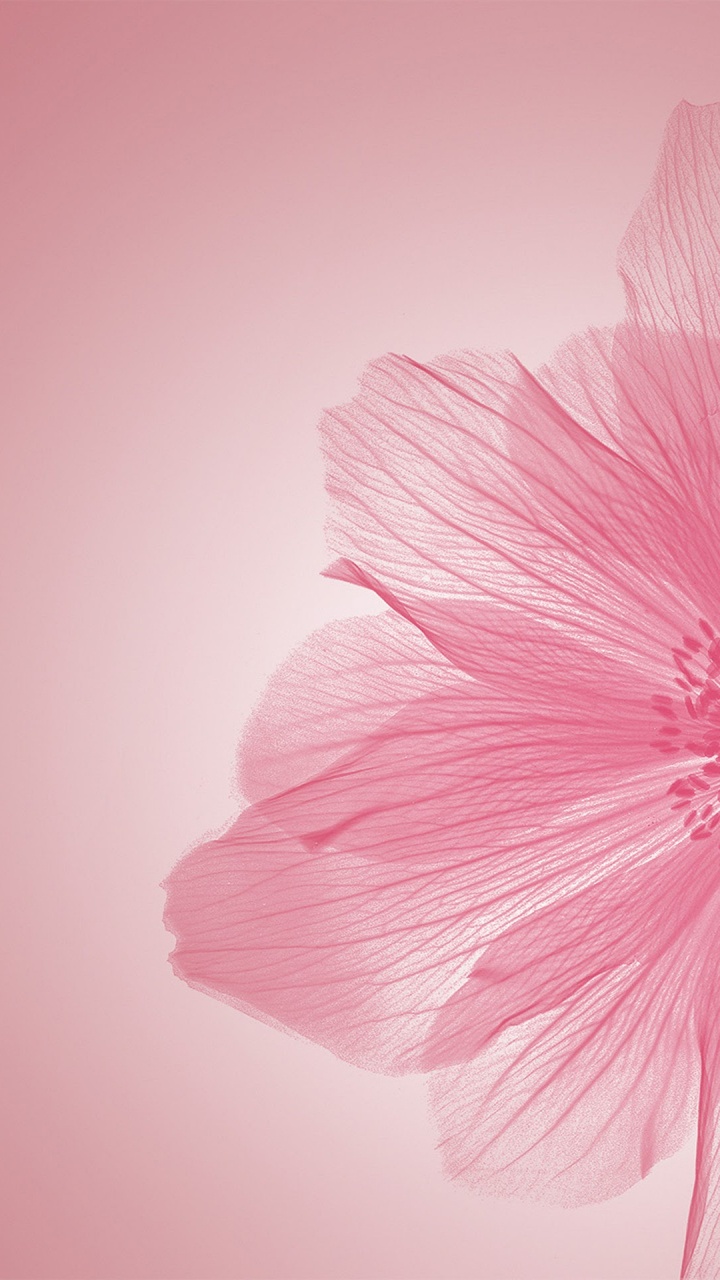 Huawei, Huawei Enjoy 7, Flower, Smartphone, Petal. Wallpaper in 720x1280 Resolution