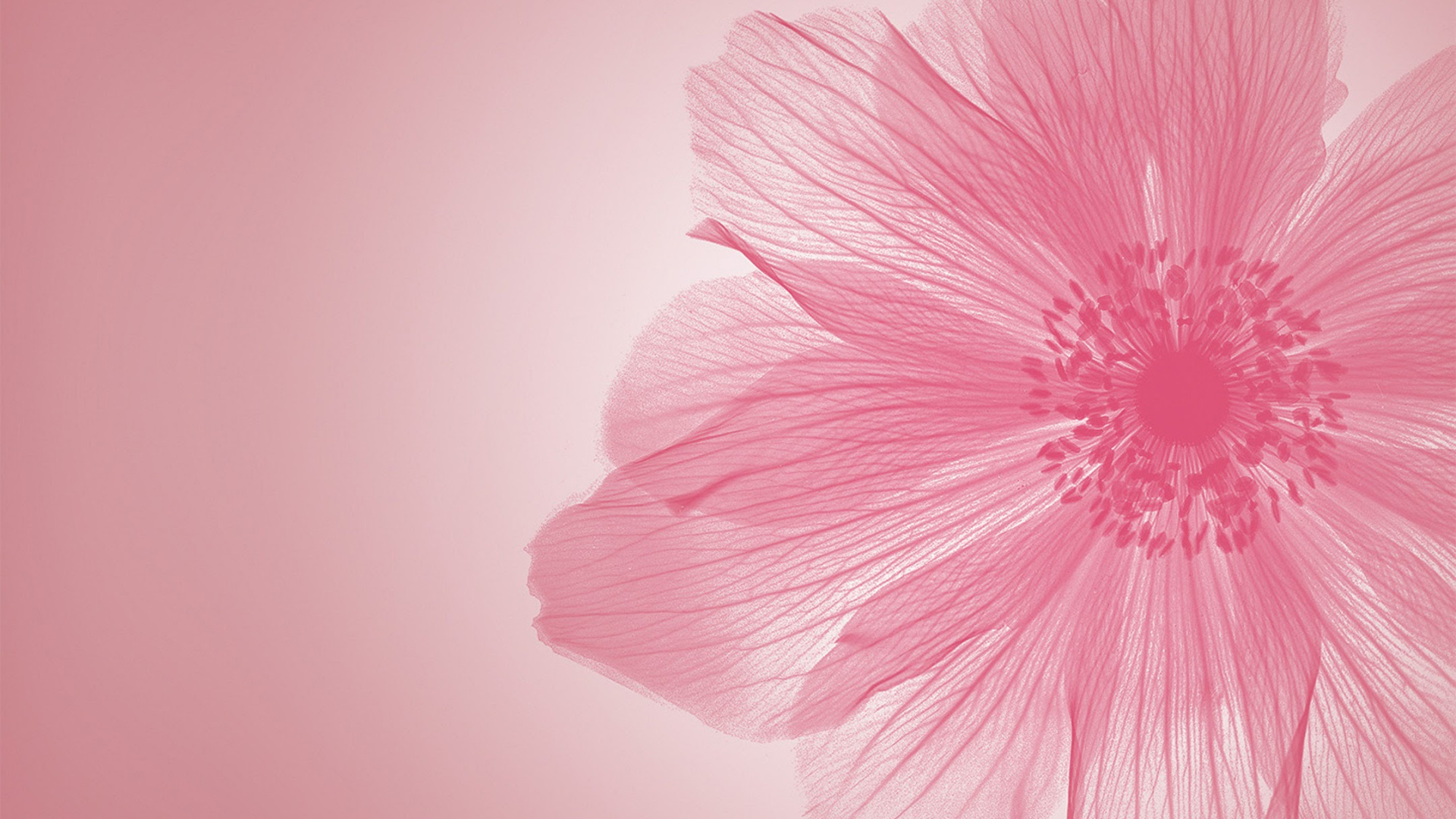 Huawei, Huawei Enjoy 7, Smartphone, Blütenblatt, Pink. Wallpaper in 1920x1080 Resolution