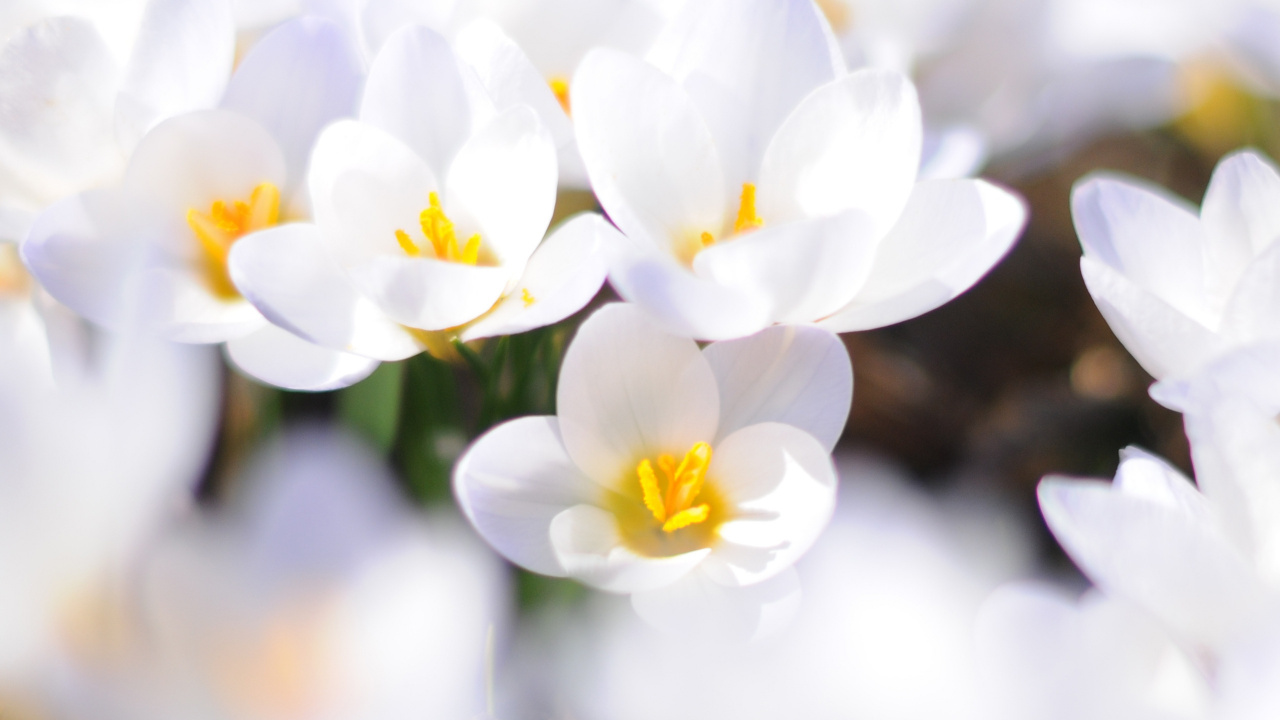 White and Yellow Flowers in Tilt Shift Lens. Wallpaper in 1280x720 Resolution