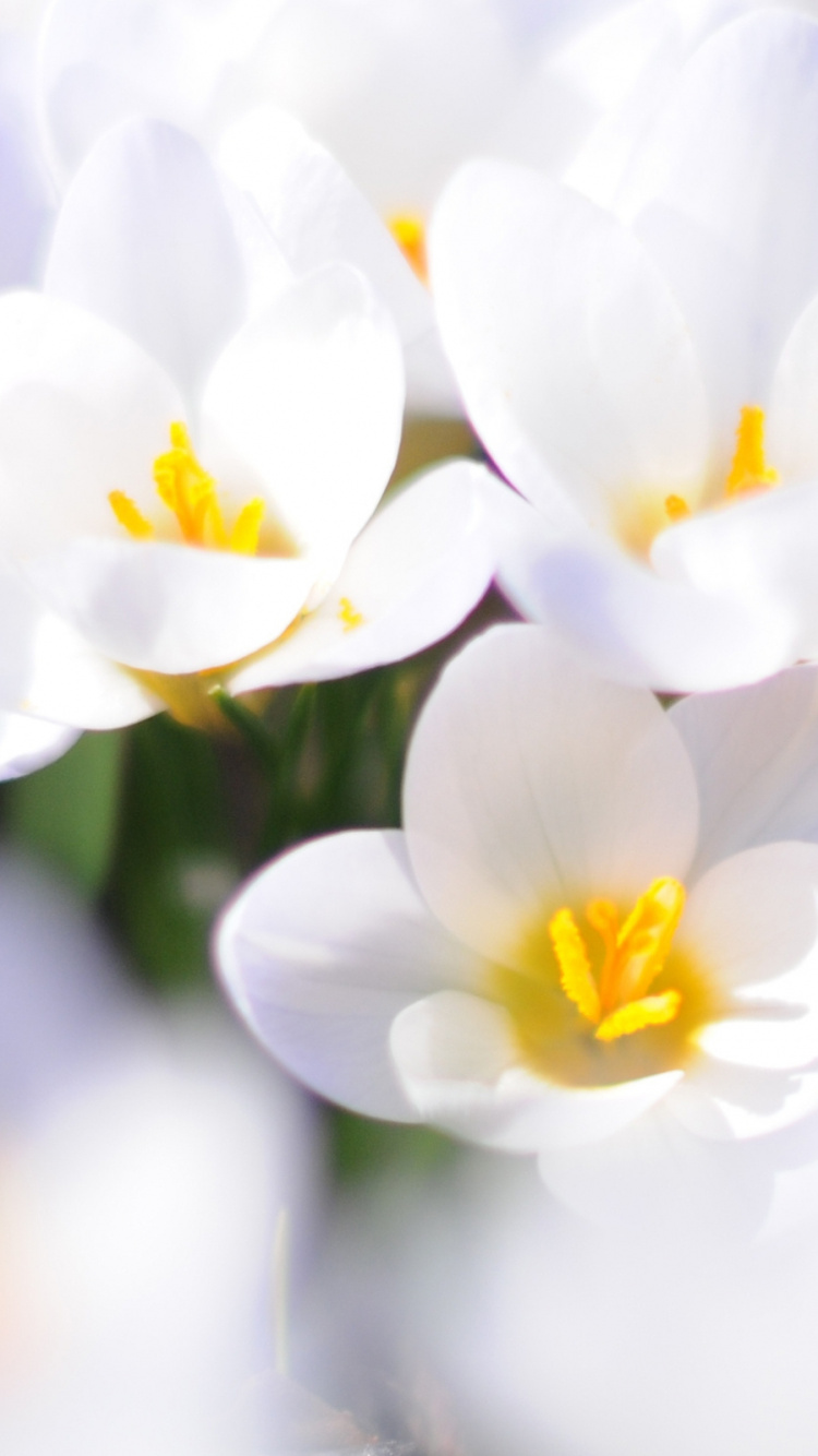 Fleurs Blanches et Jaunes Dans L'objectif à Basculement. Wallpaper in 750x1334 Resolution