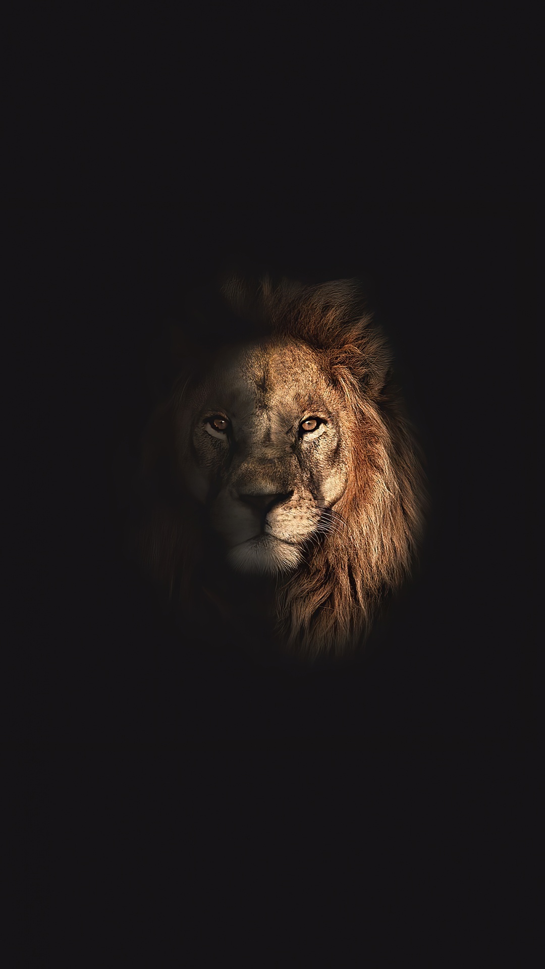 Lion, Carnivores, Cat, Felidae, Whiskers. Wallpaper in 1080x1920 Resolution