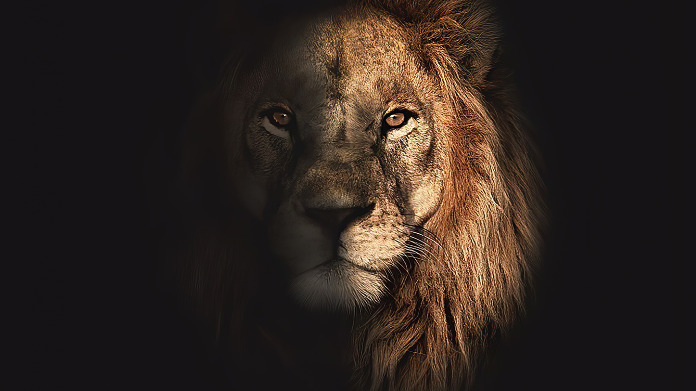African Lion Wallpapers - Top Free African Lion Backgrounds -  WallpaperAccess