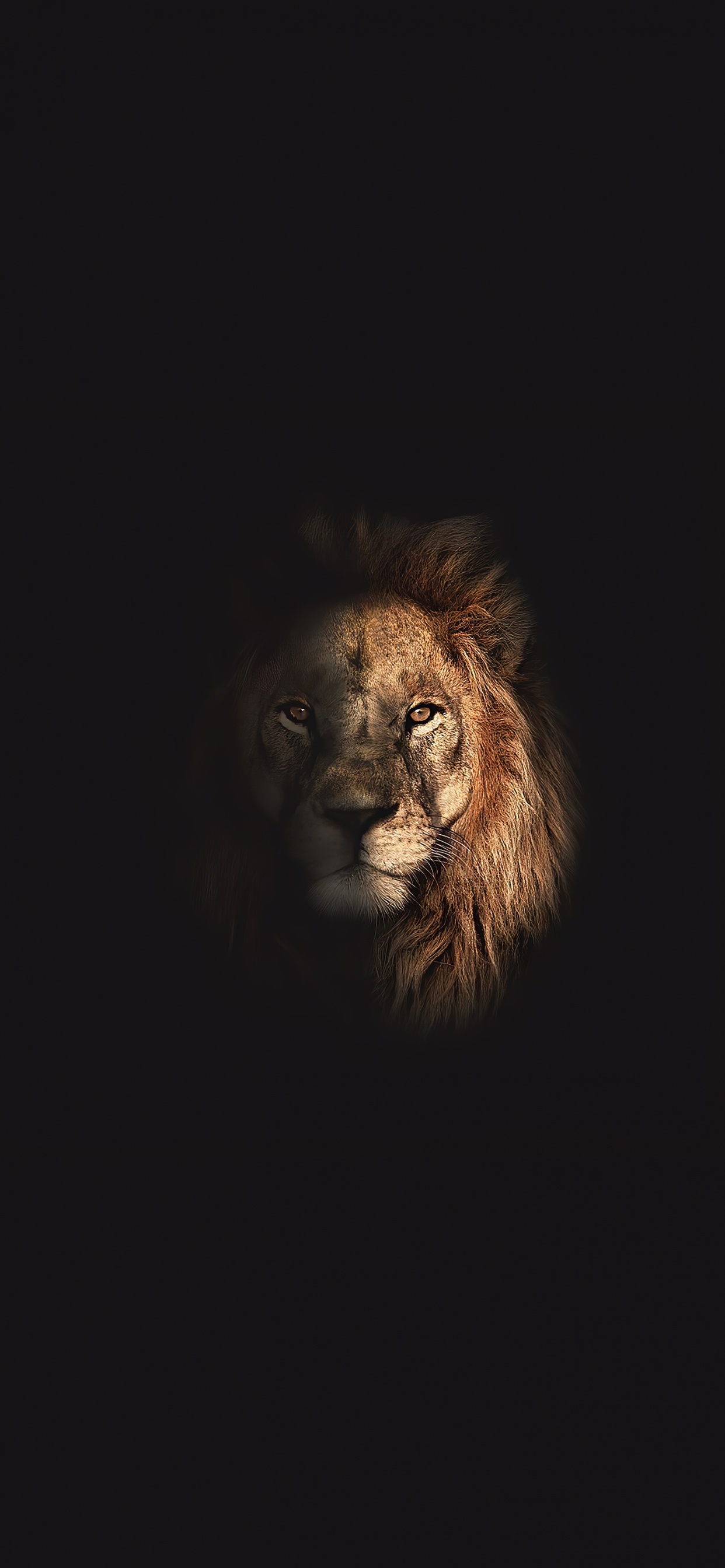 Lion, Chat, Felidae, Moustache, Fourrure. Wallpaper in 1242x2688 Resolution
