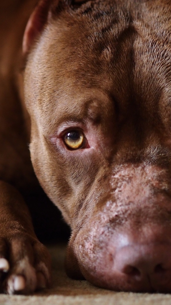 Cachorro de Pitbull Terrier Americano Marrón y Blanco Tirado en el Suelo. Wallpaper in 720x1280 Resolution