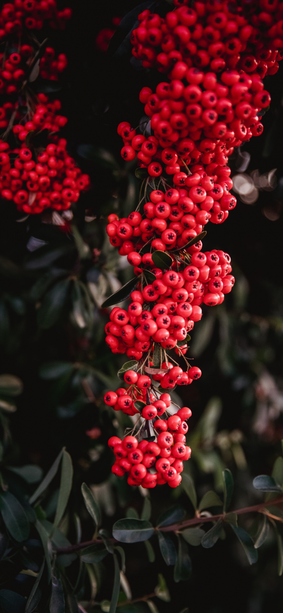 Berry, Eberesche, Rosa Pfeffer, Blühende Pflanze, Kernlose Früchte. Wallpaper in 1125x2436 Resolution