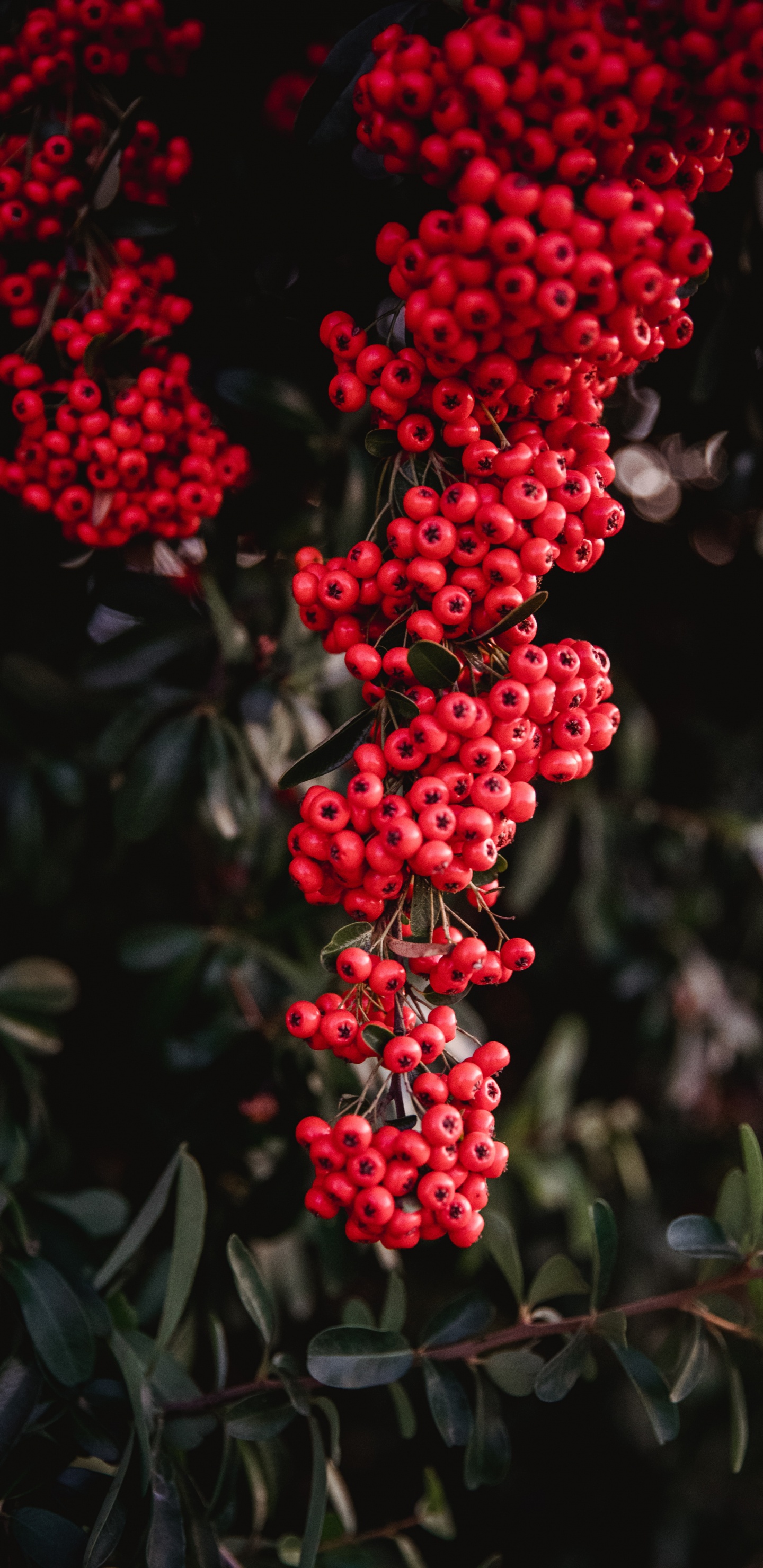Red, Berry, Flower, Plant, Heteromeles. Wallpaper in 1440x2960 Resolution