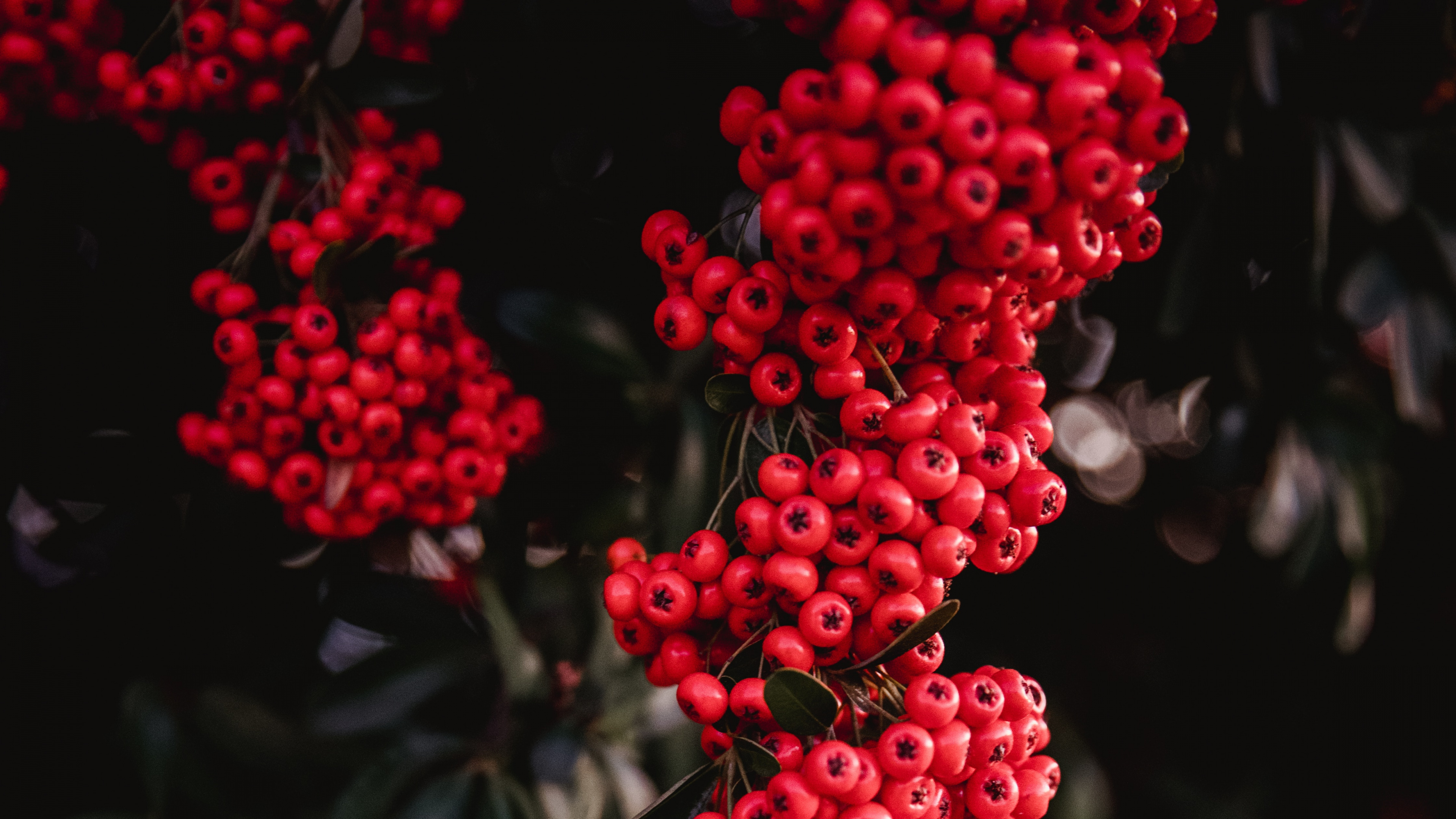 Red, Berry, Flower, Plant, Heteromeles. Wallpaper in 3840x2160 Resolution