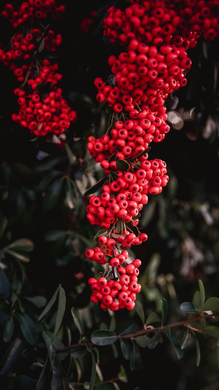 Red, Berry, Flower, Plant, Heteromeles. Wallpaper in 720x1280 Resolution